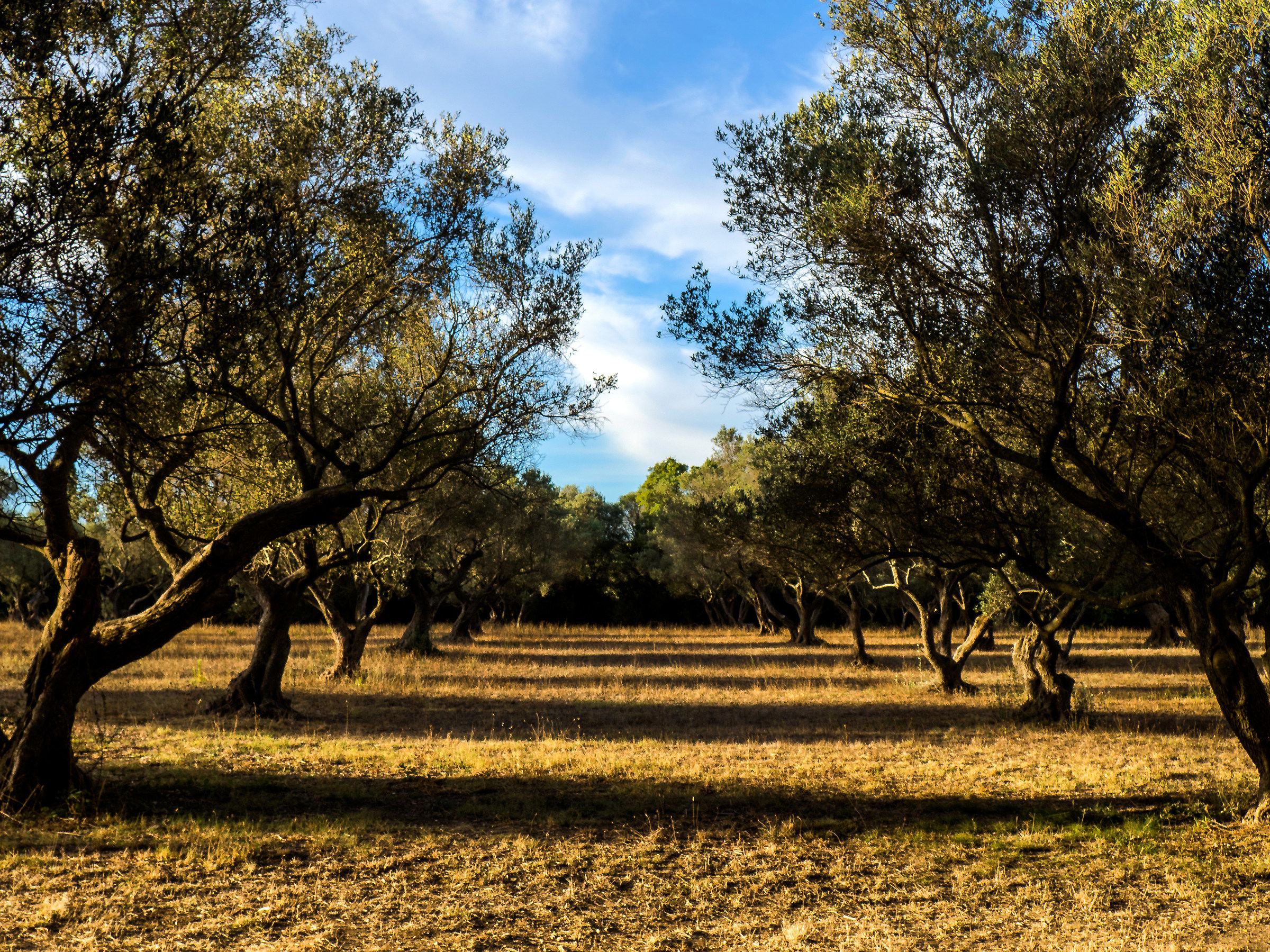 Oliveto in Porquerolles