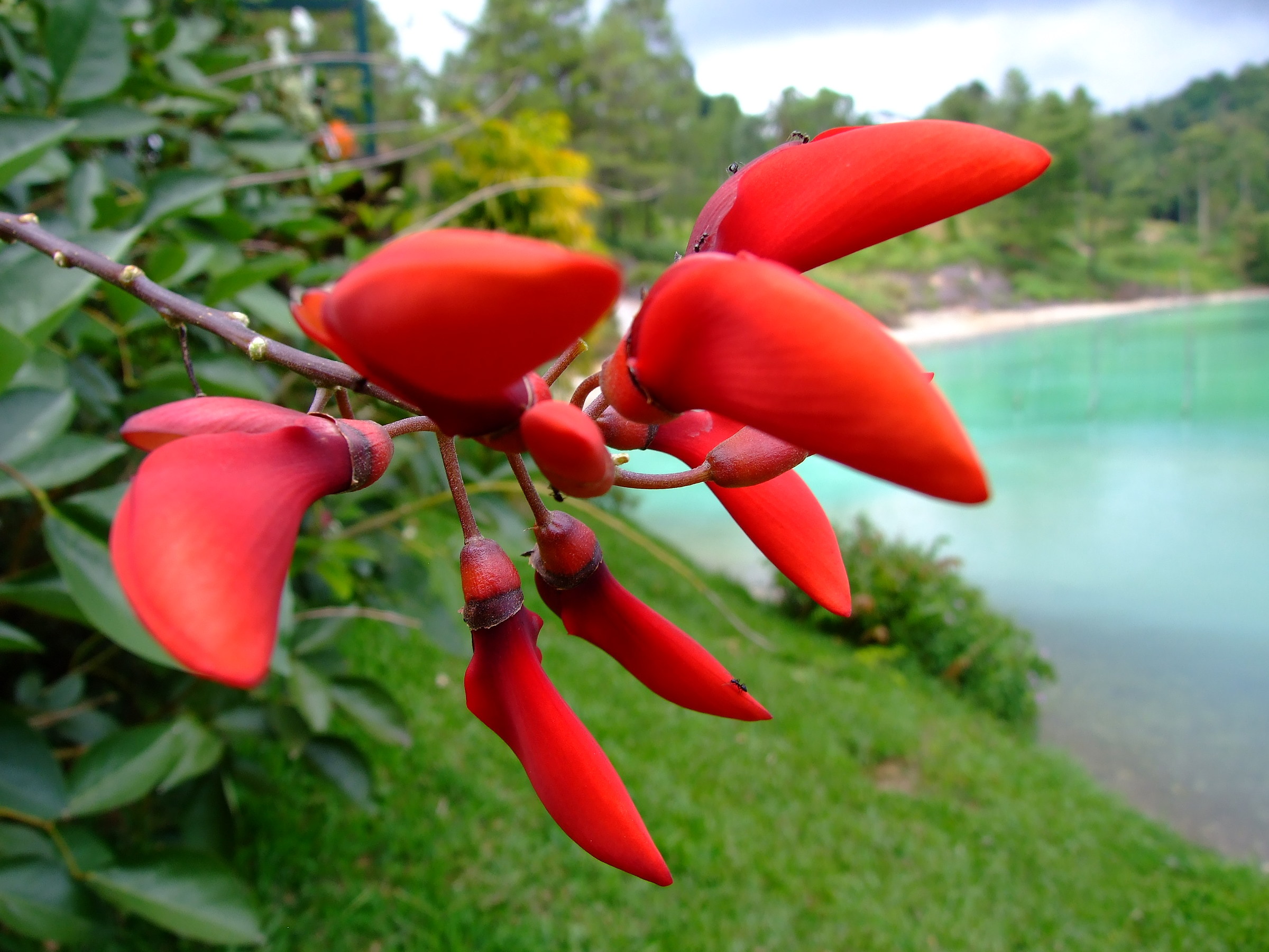 flora around the volcanic lake