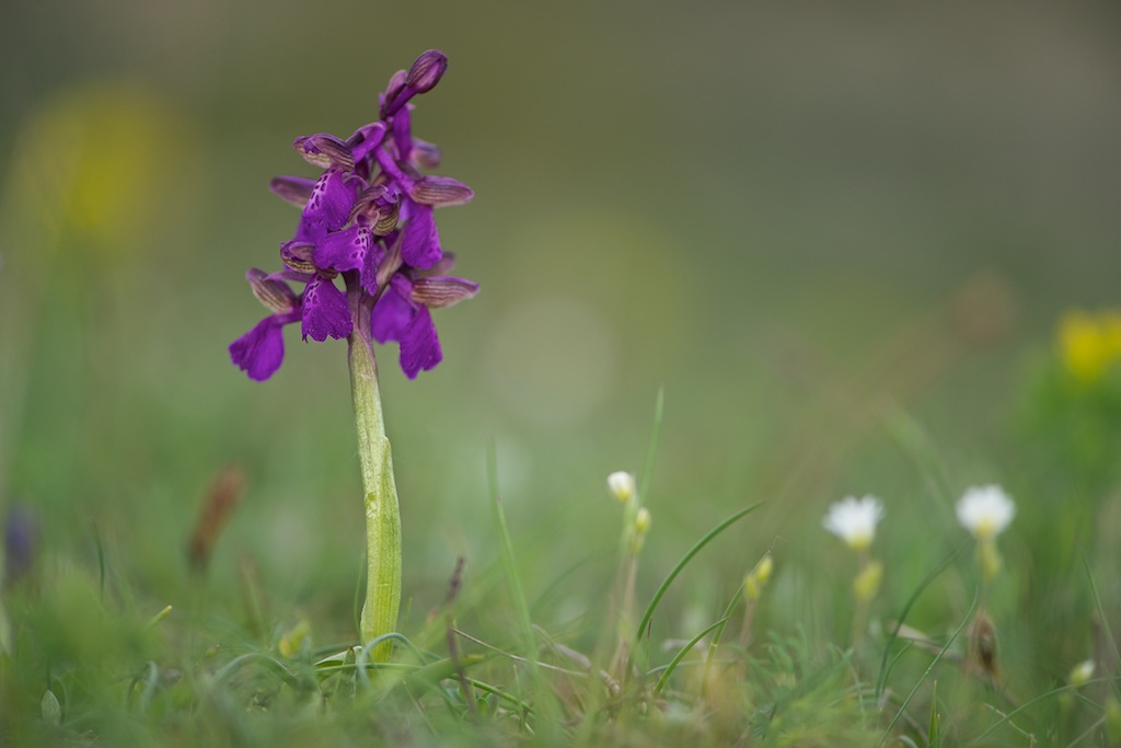 Anacamptis