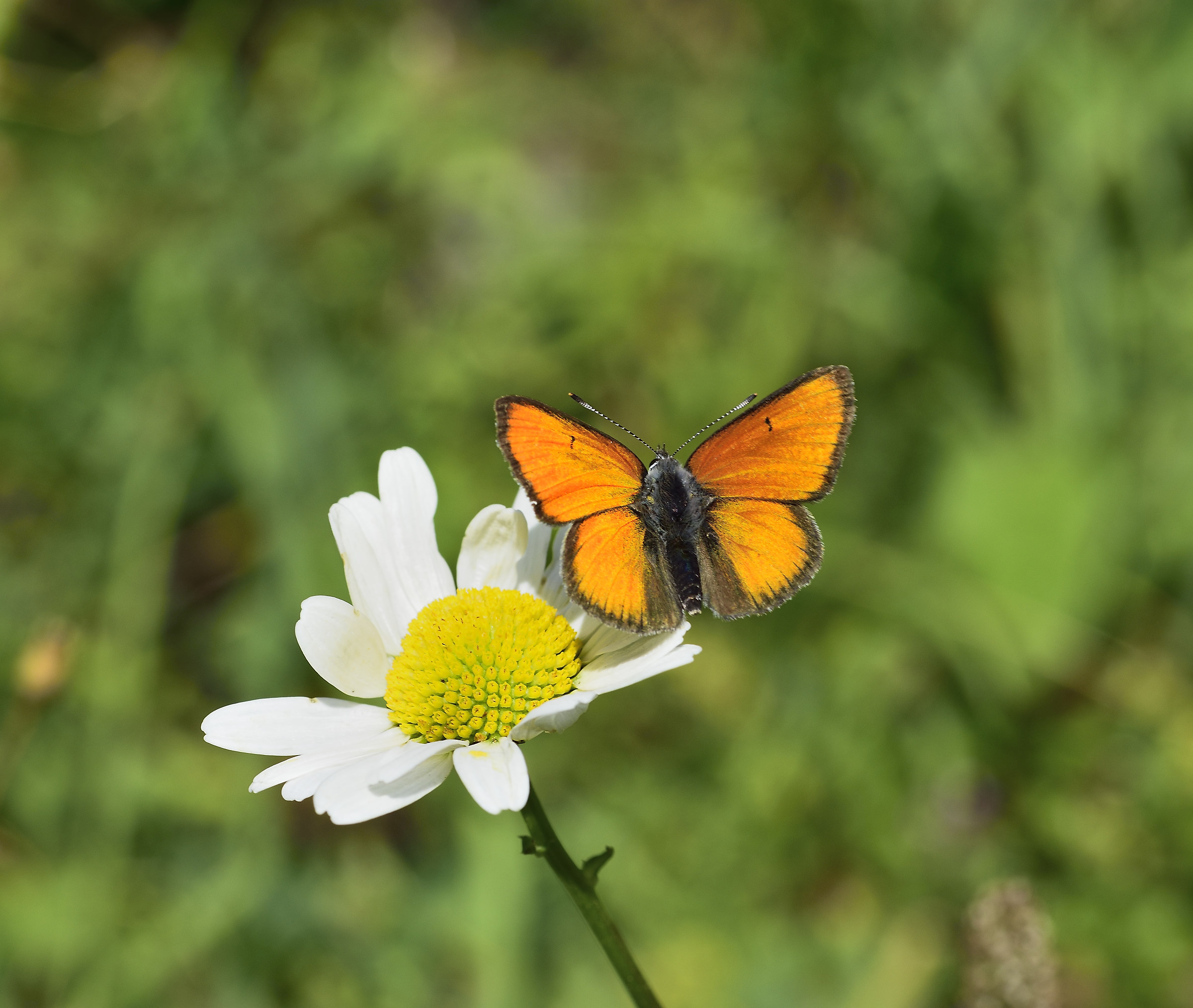 lycaena eurydame male