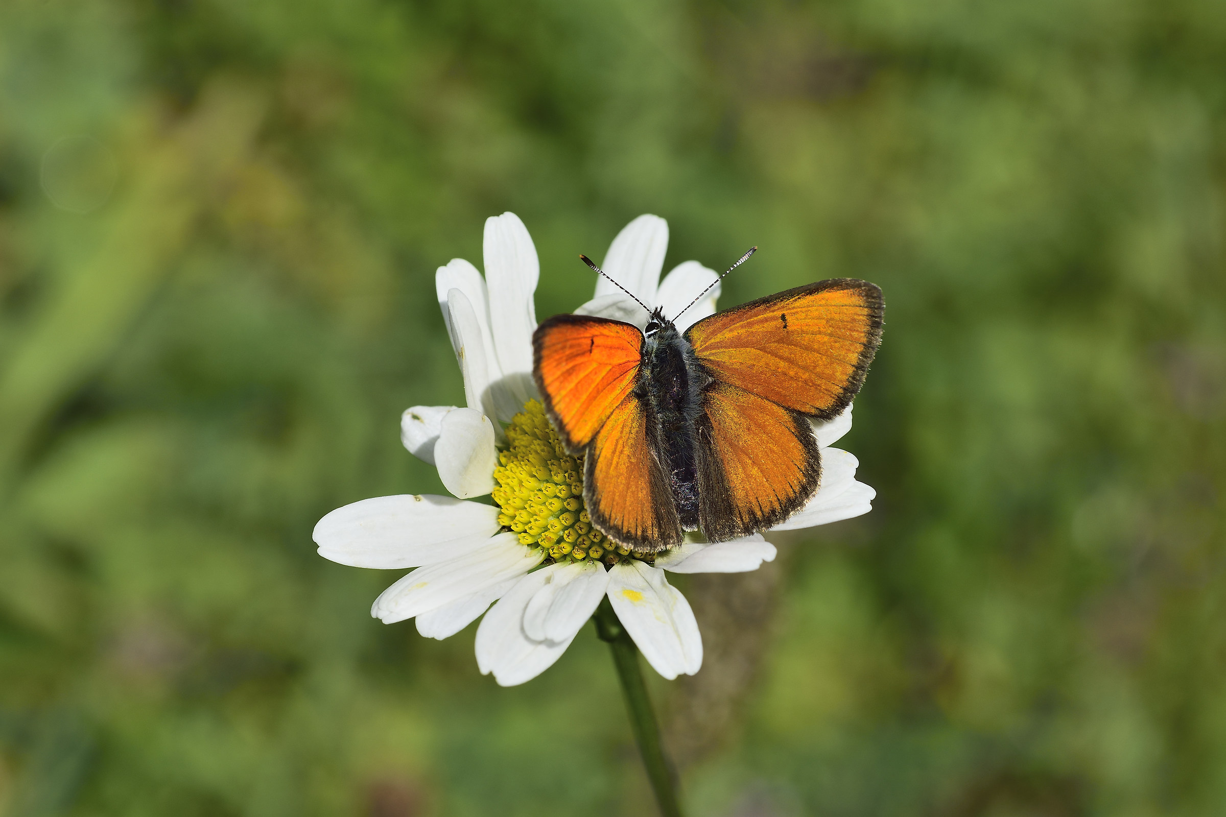 lycaena eurydame male
