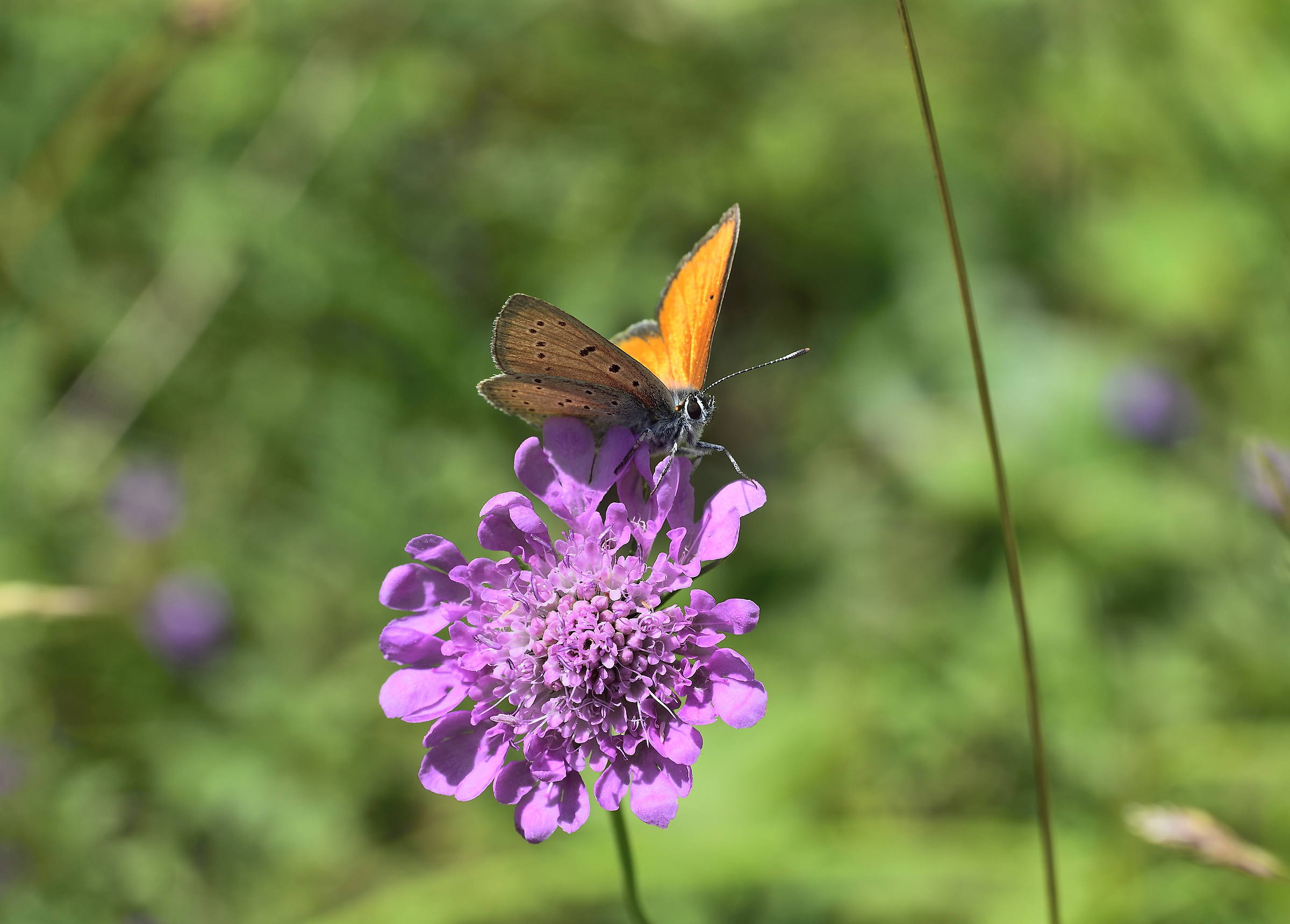 lycaena eurydame male