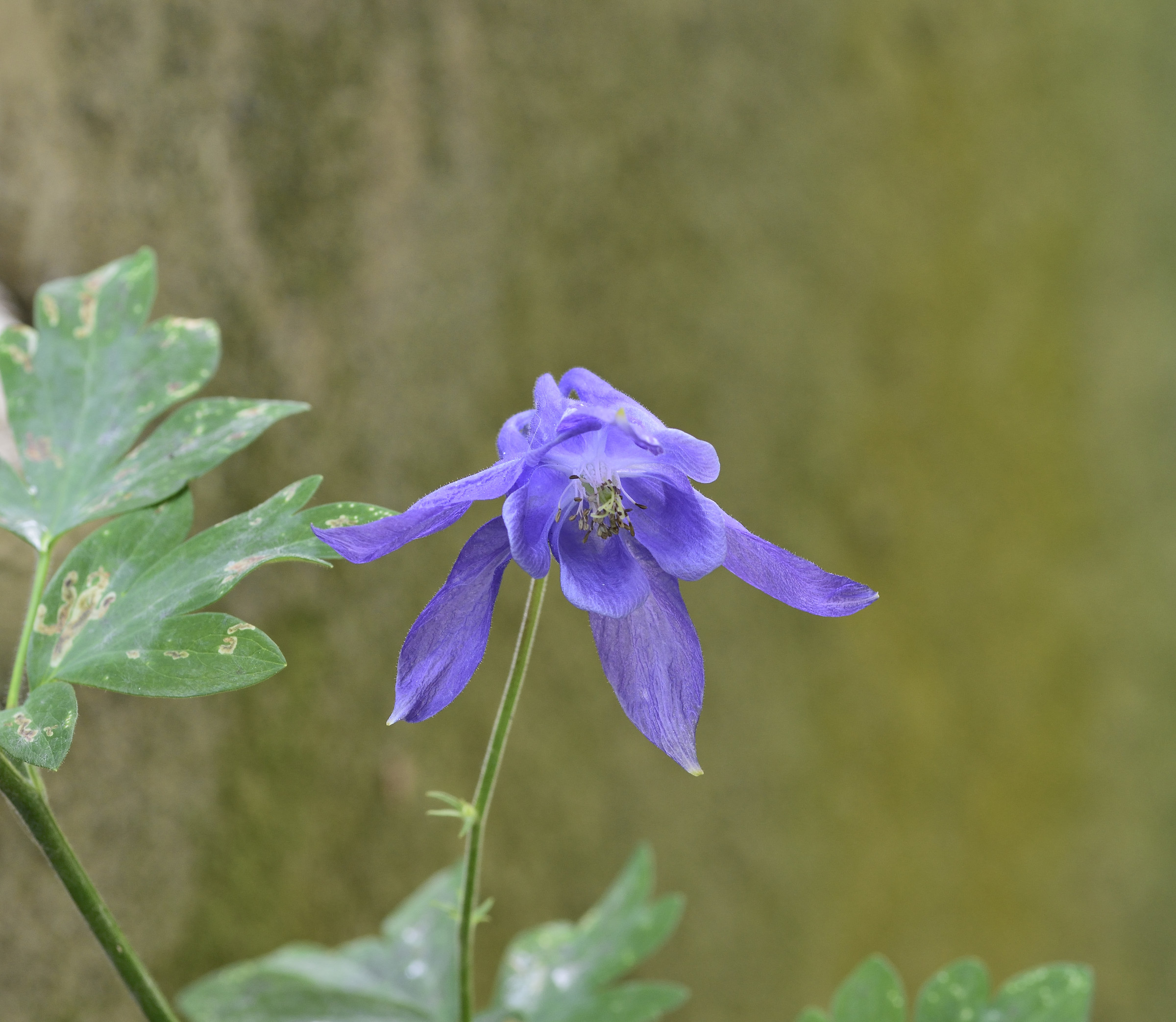 aquilegia alpina