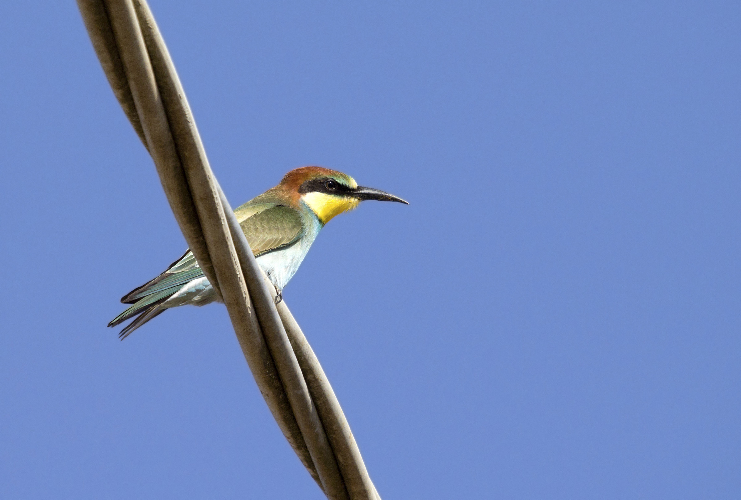 Sull'orrido posatoio