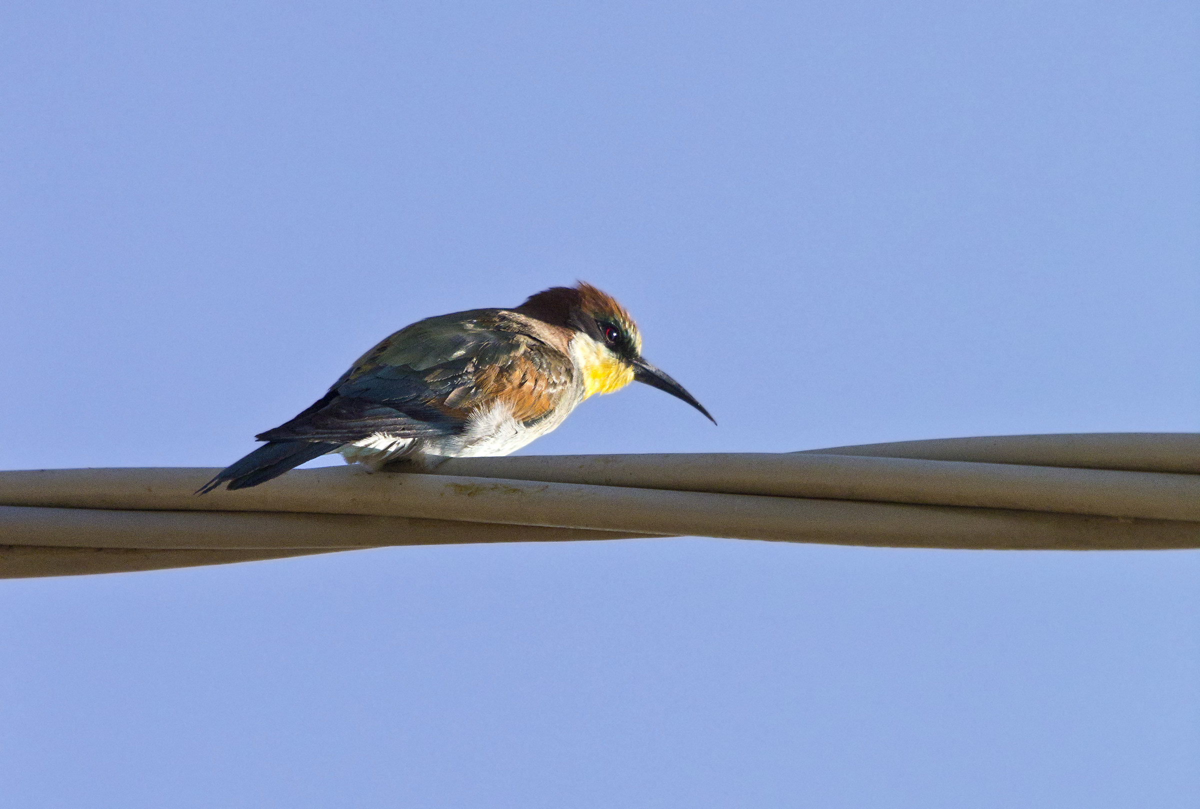 Gruccione Controluce