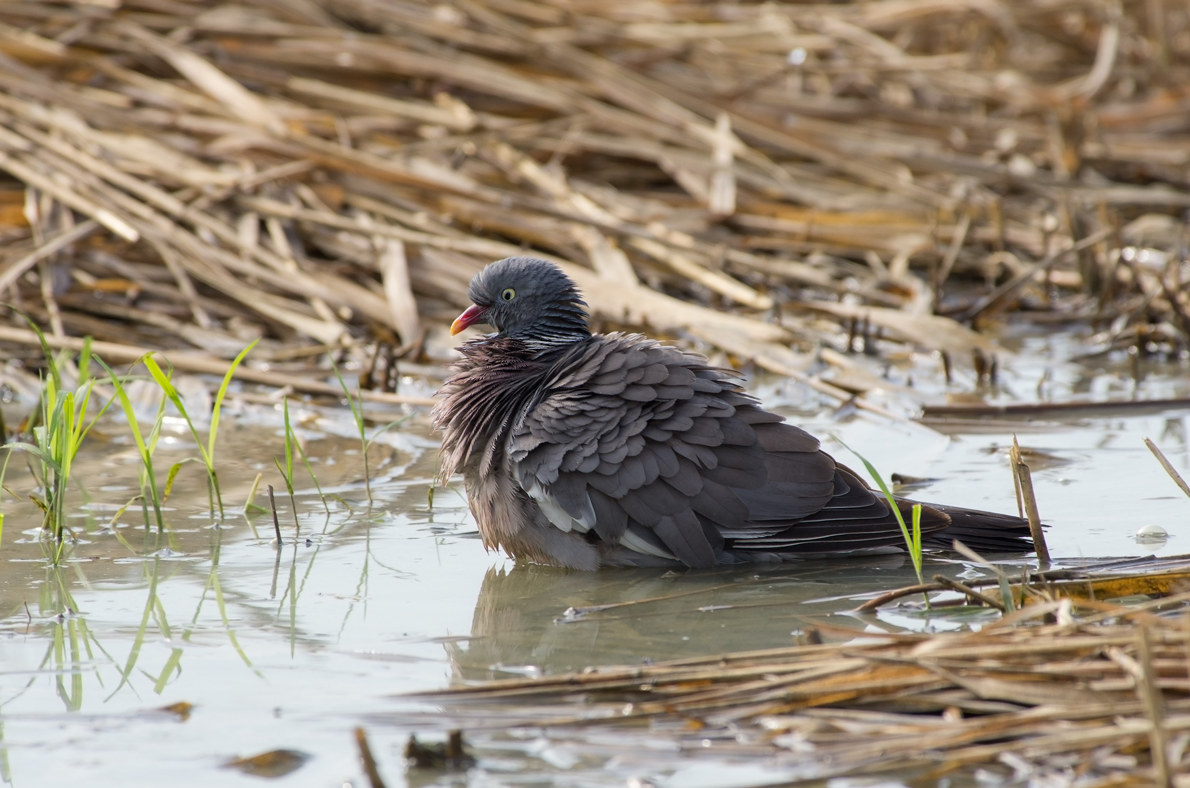 Pigeon to the bathroom