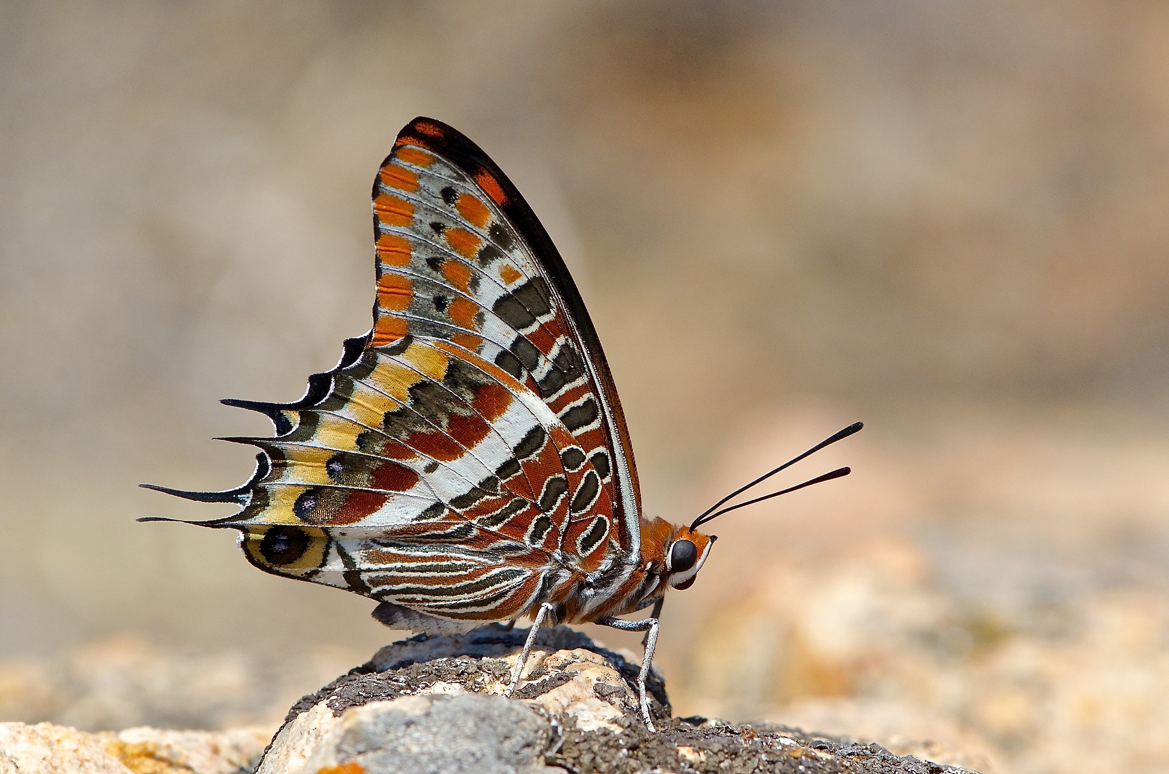 Charaxes  jasius