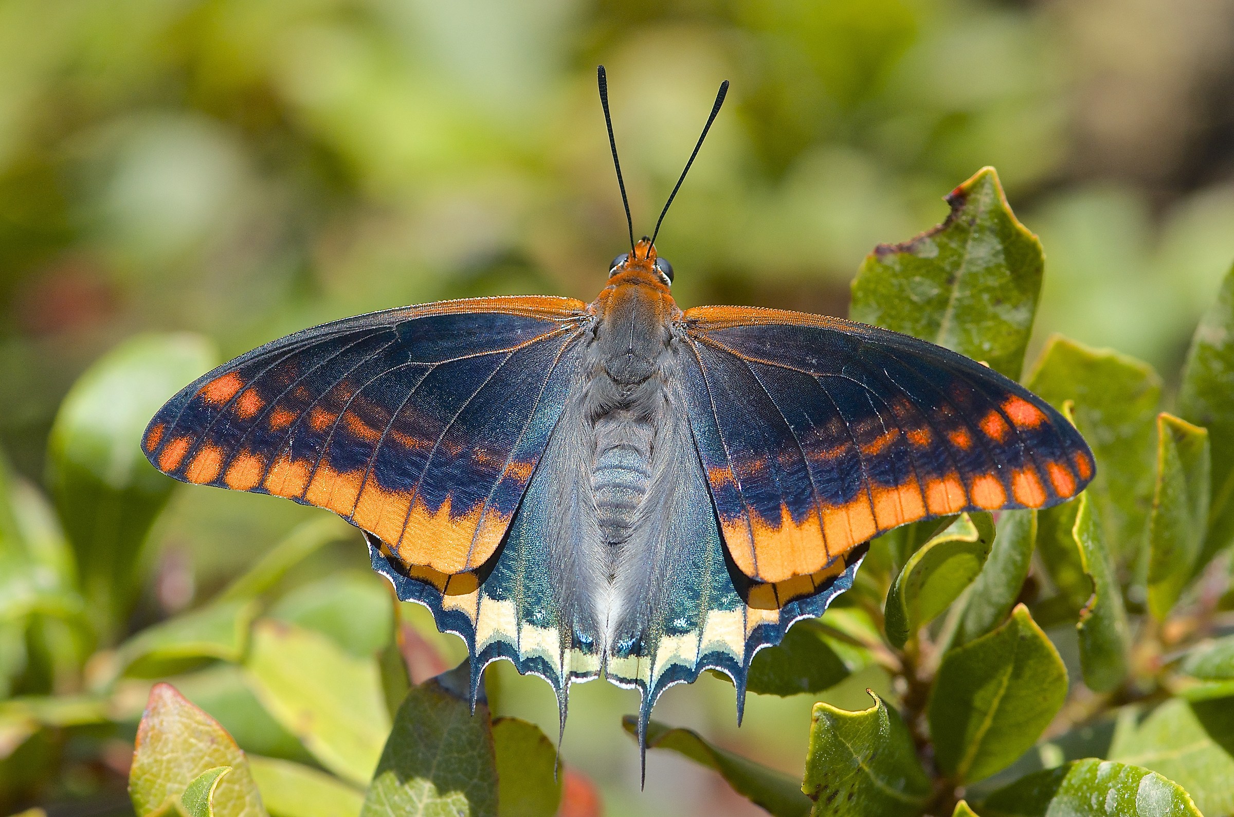 Ad ali aperte (Charaxes jasius)