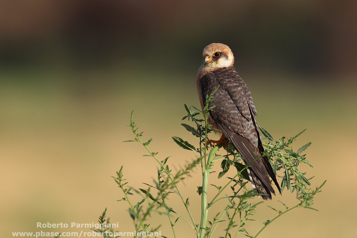 Red-footed falcon