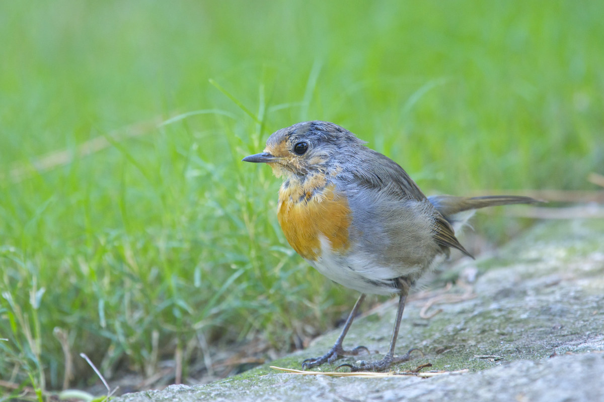 Pettirosso in giardino
