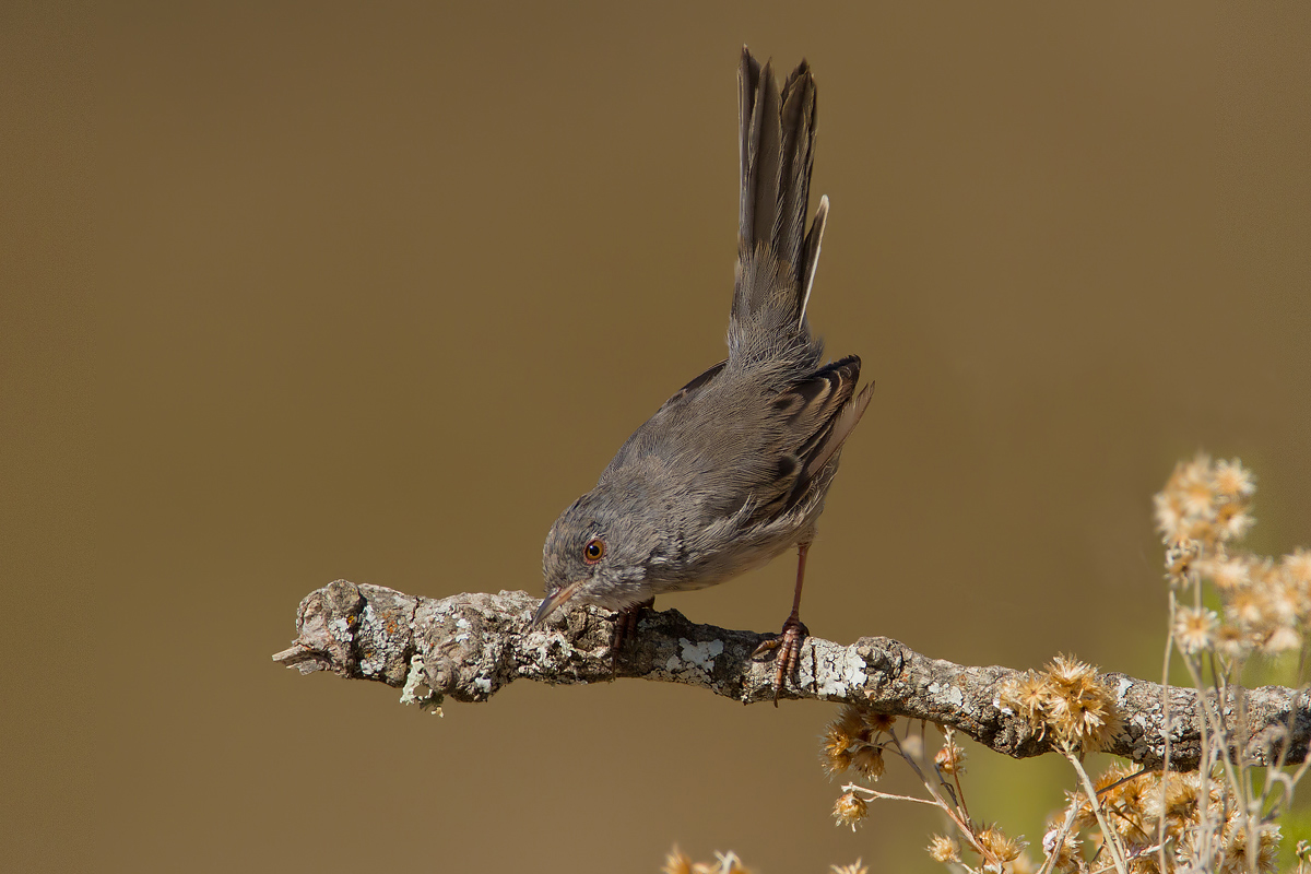 Sardinian warbler