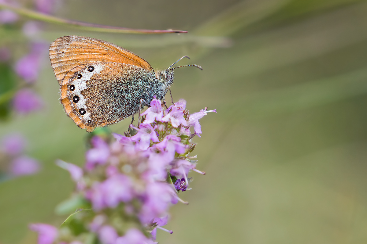 Coenonympha Gardetta
