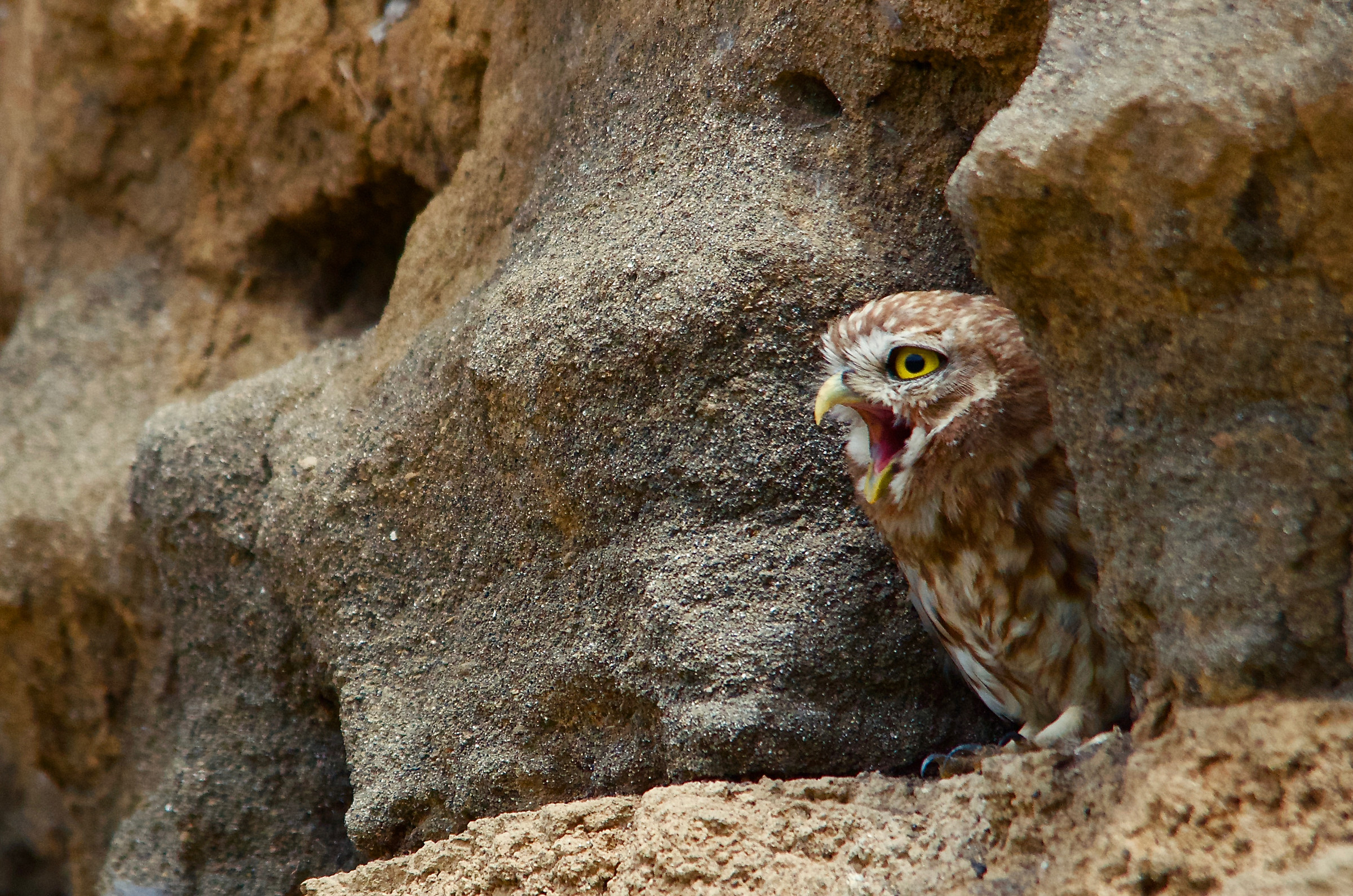 Lo sbadiglio della civetta