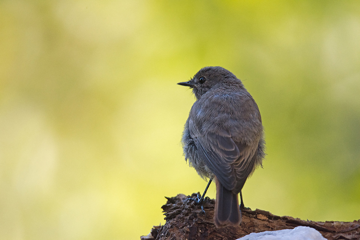 Codirosso spazzacamino