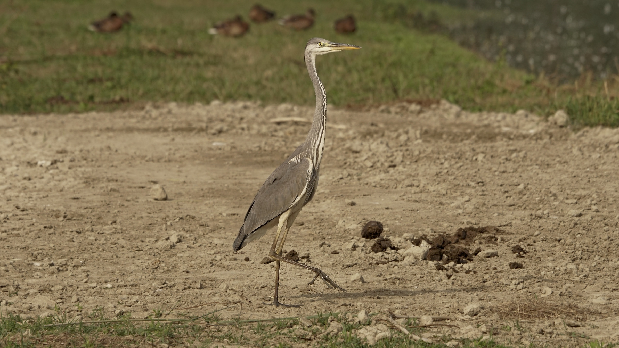 gray heron