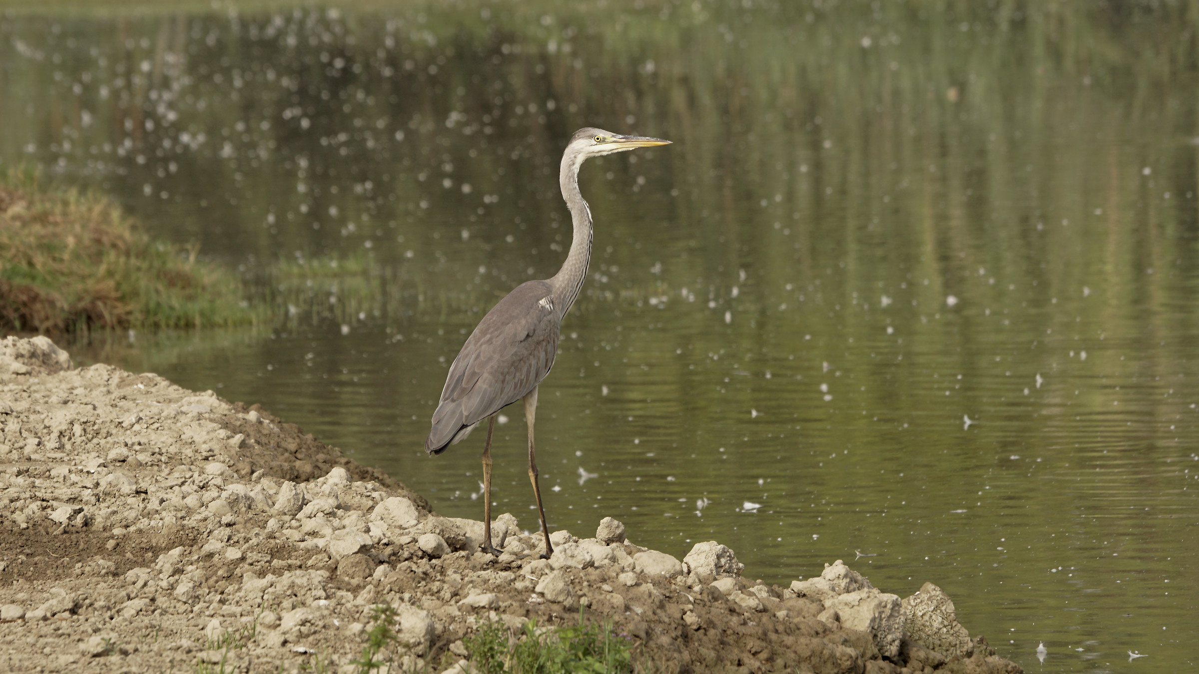 gray heron