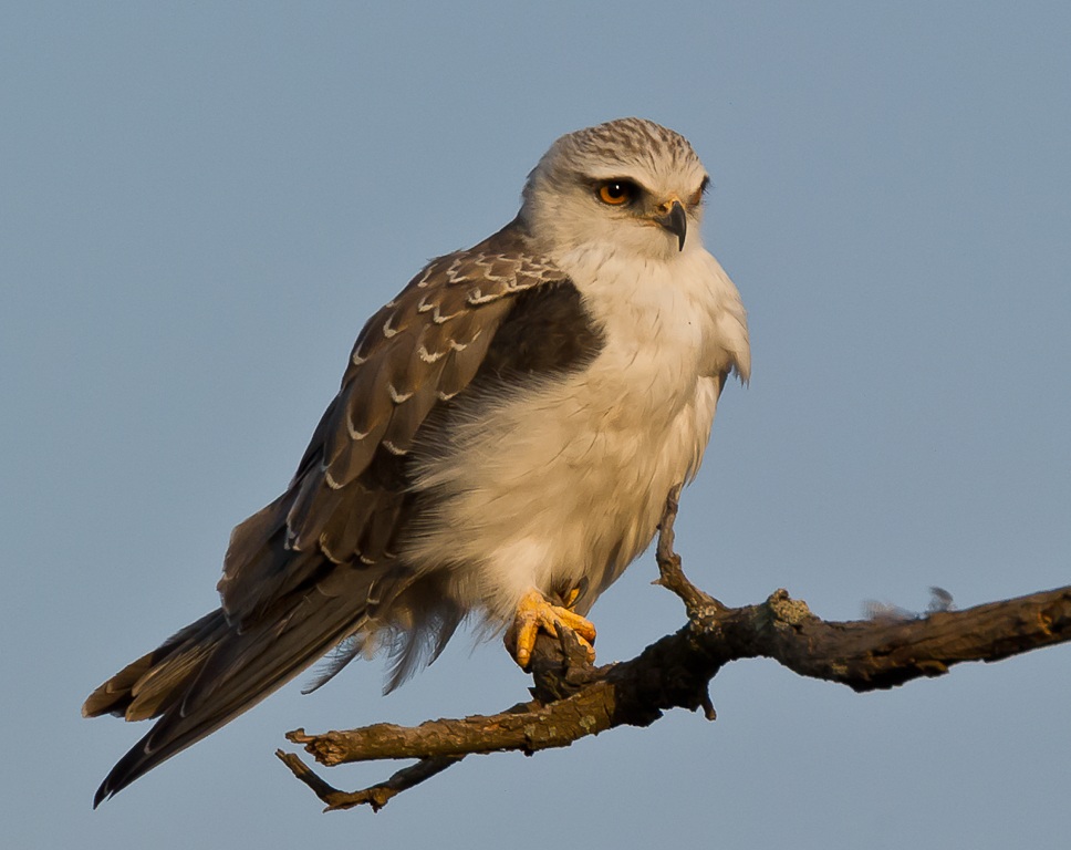 Black shouldered kite