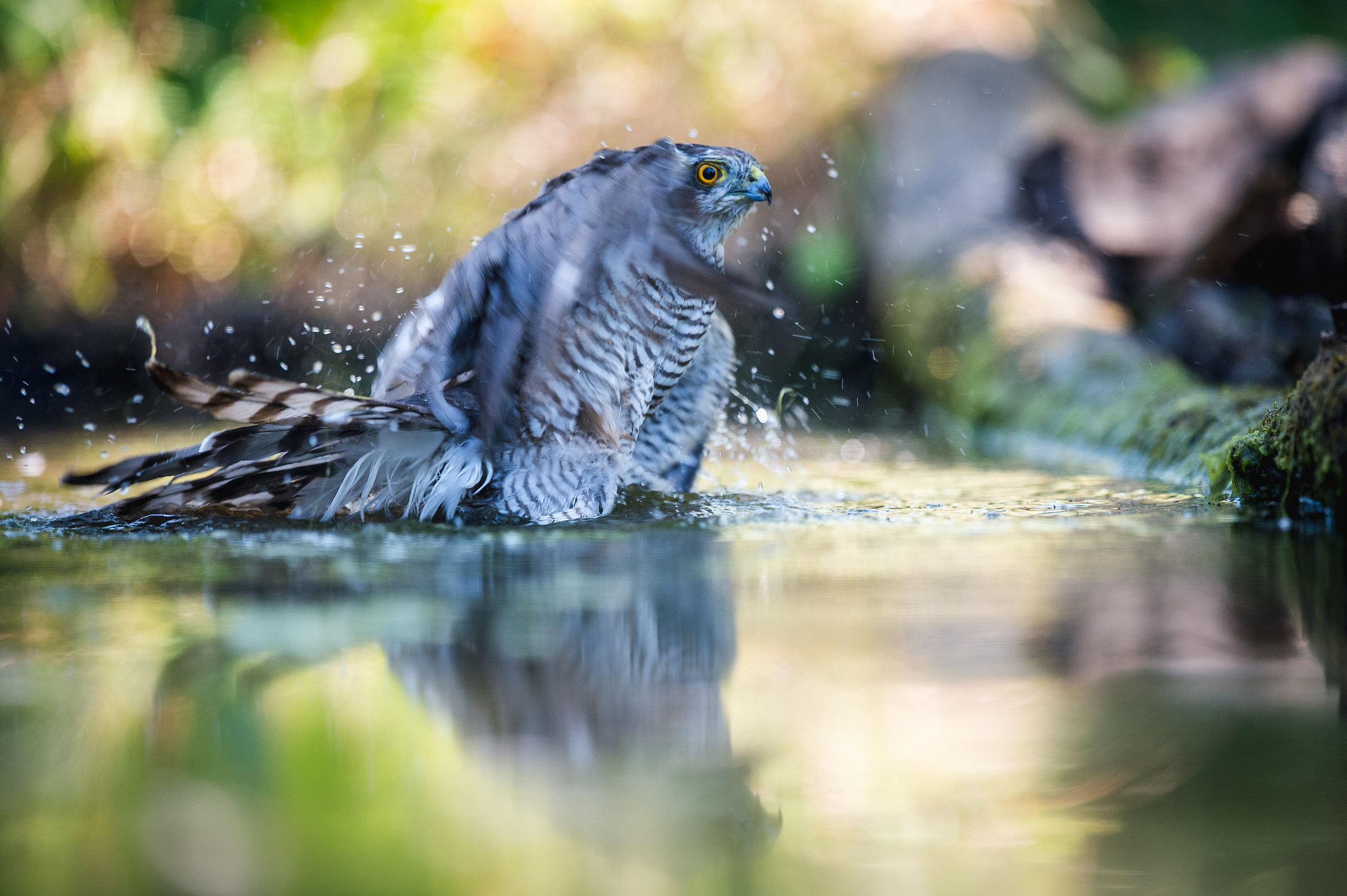 hawk - Valli d'Argenta August 17, 2016