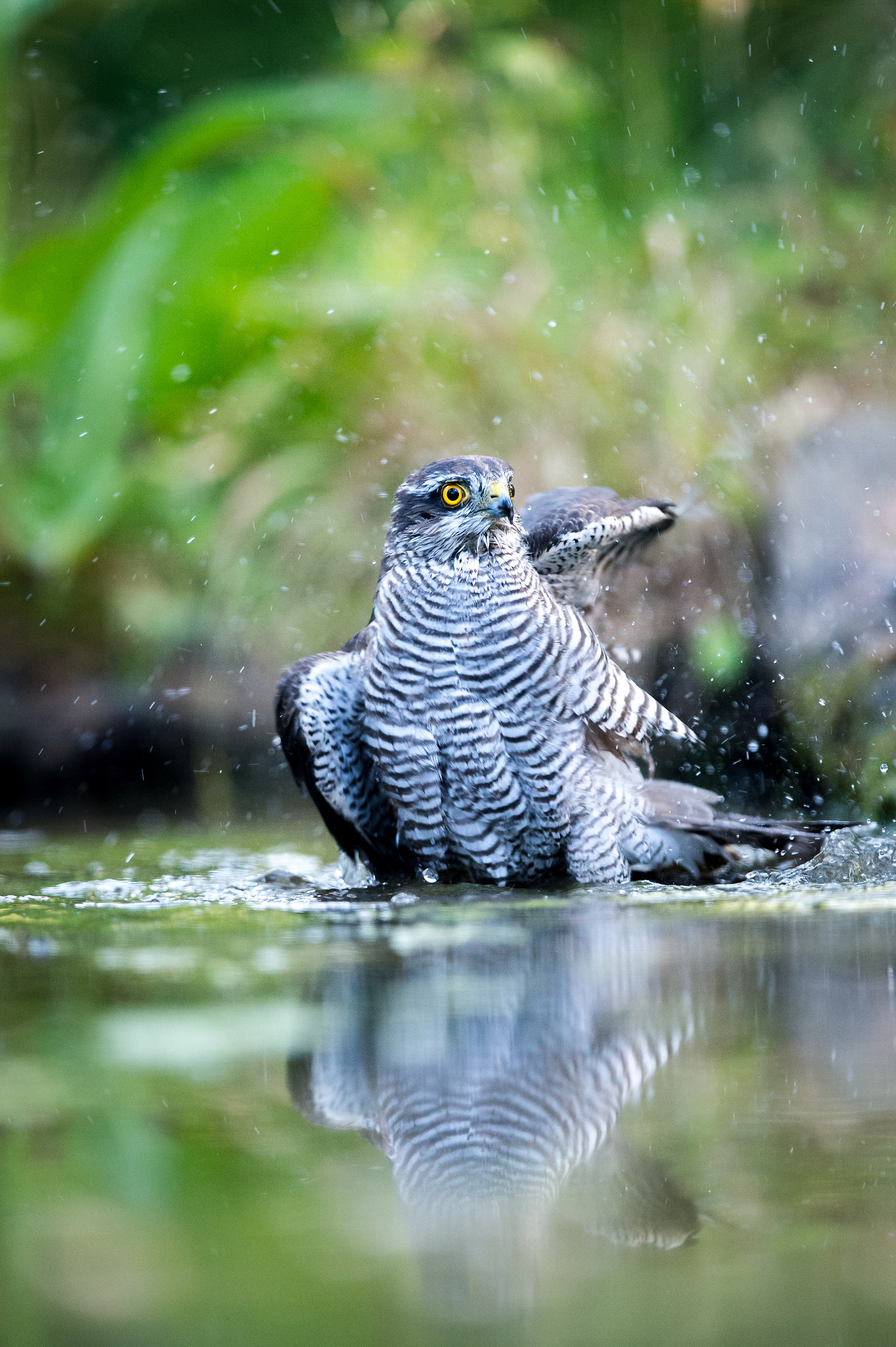 hawk - Valli d'Argenta August 17, 2016