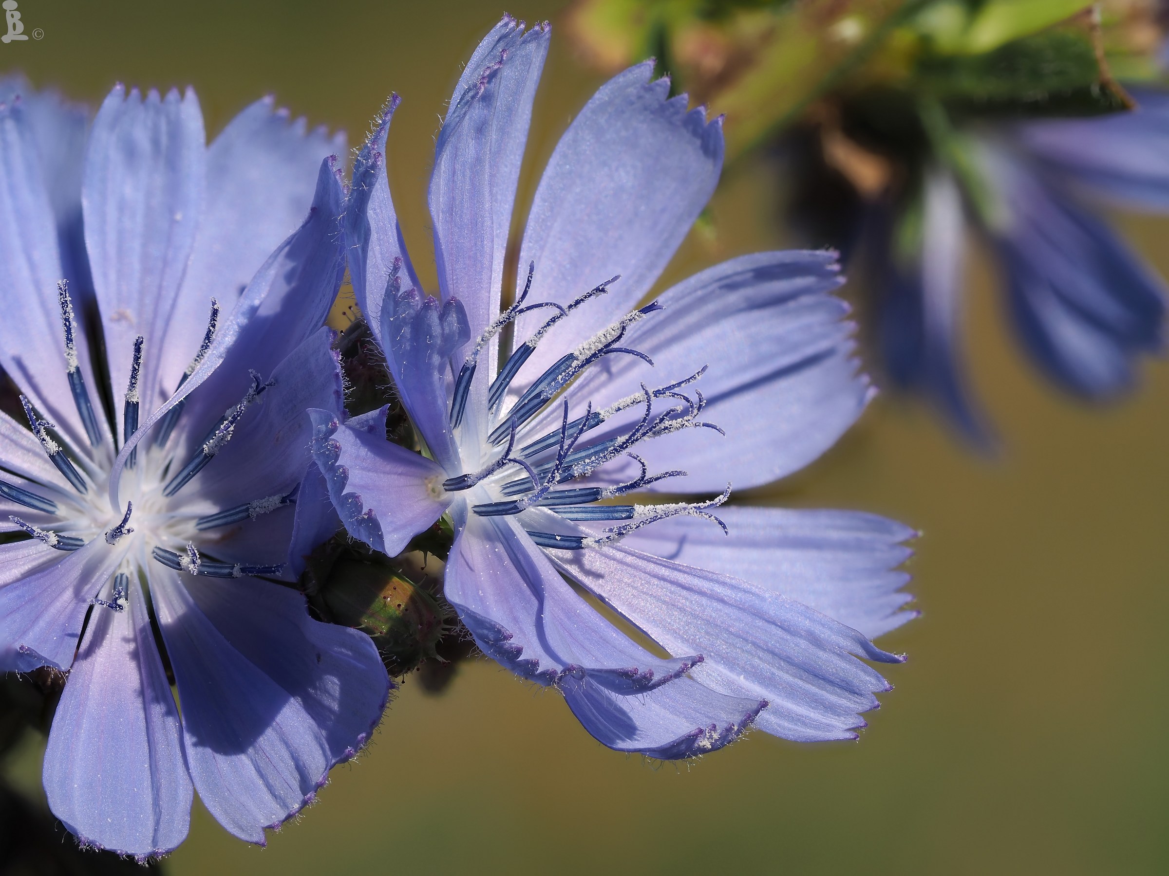 wild chicory (Cichorium intybus)