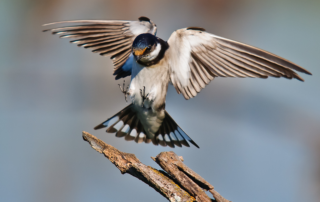 White -throated Swallow