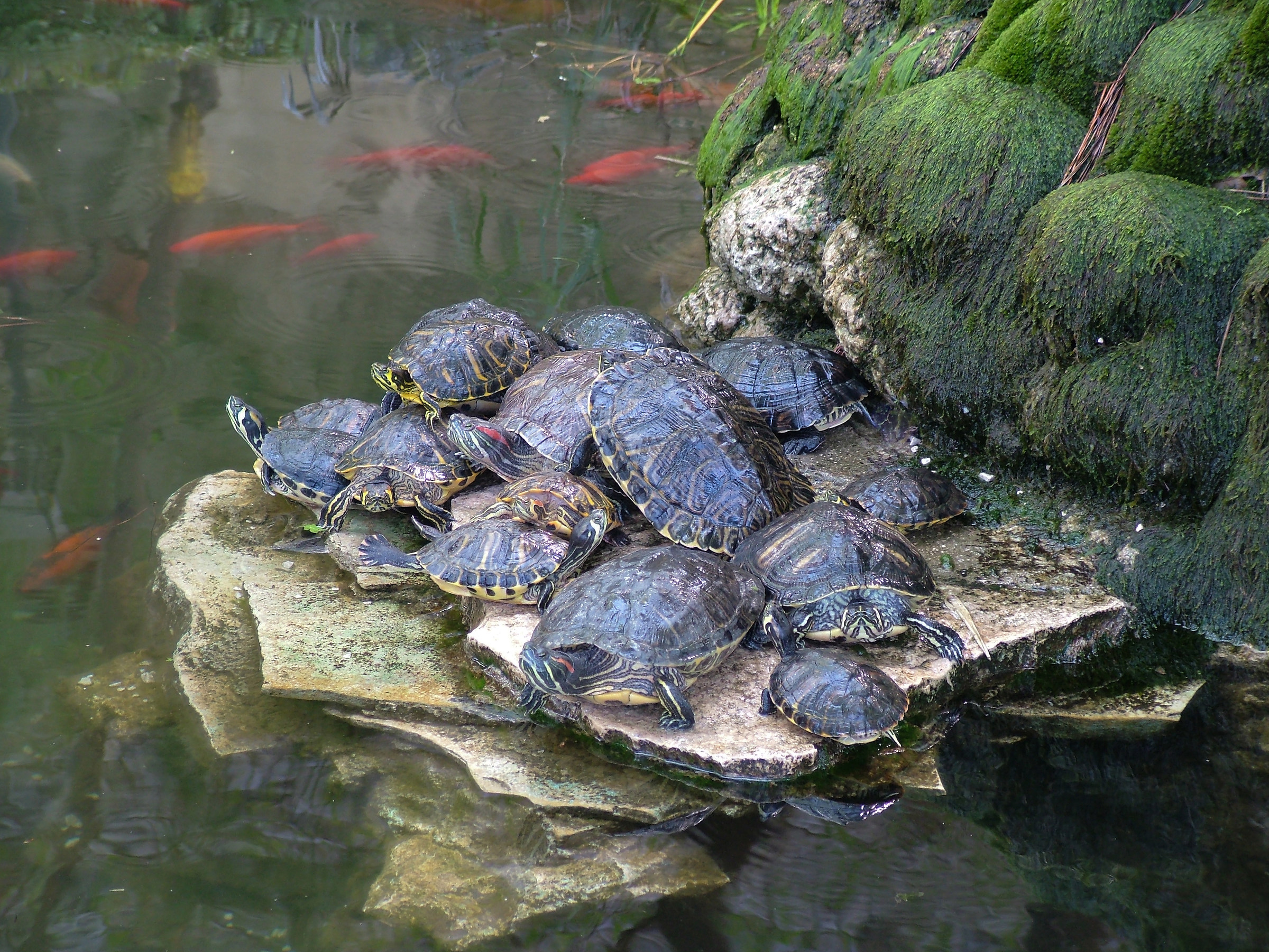 Turtle Family