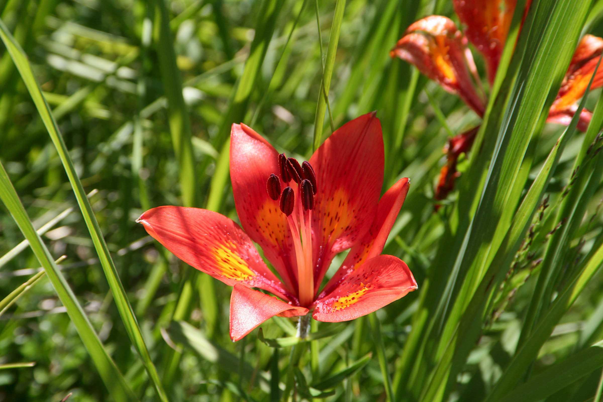 Lilium bulbiferum, Red lily or St. John