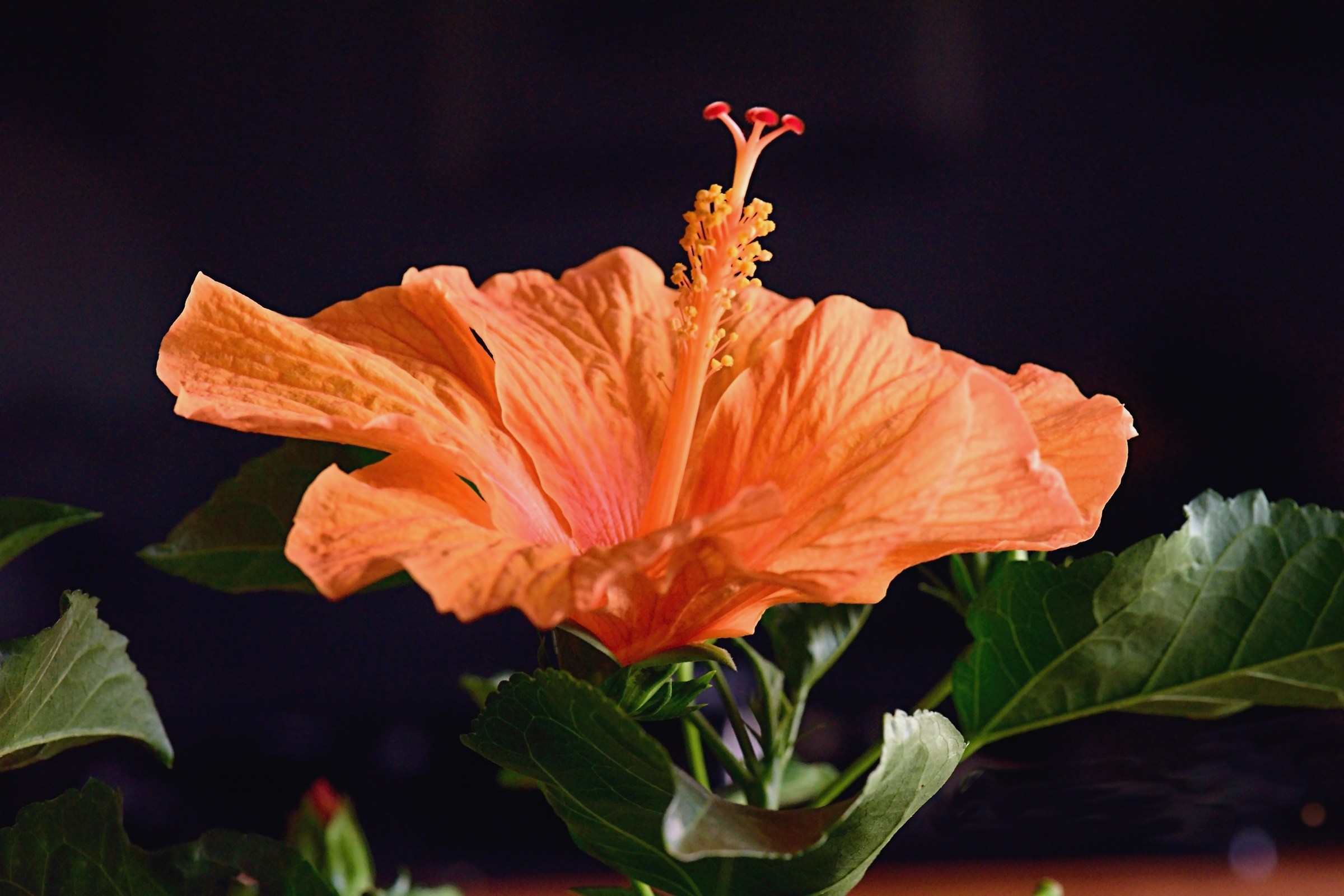 Hibiscus