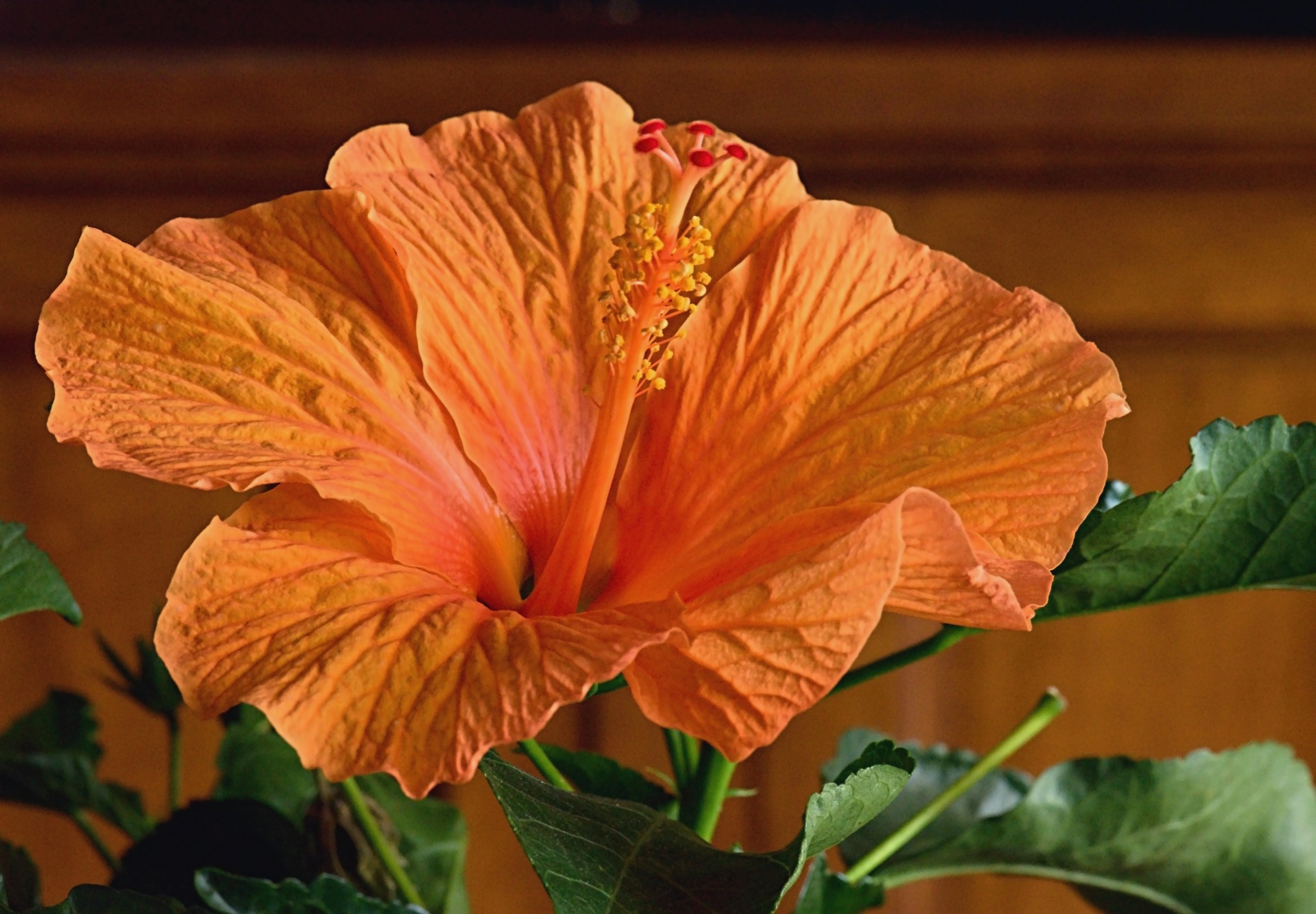 Hibiscus