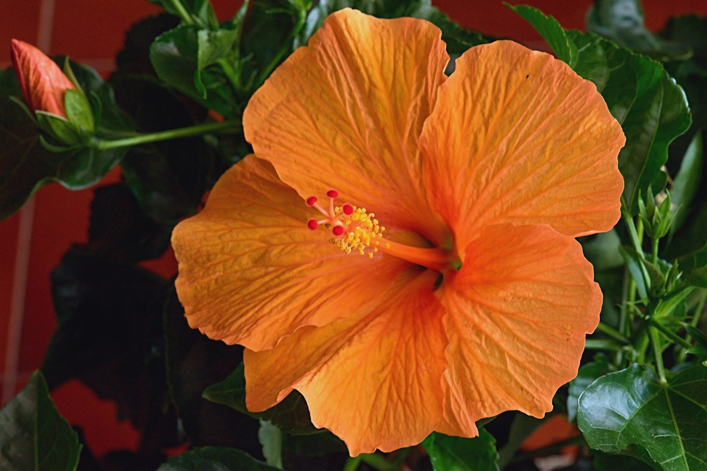 Hibiscus