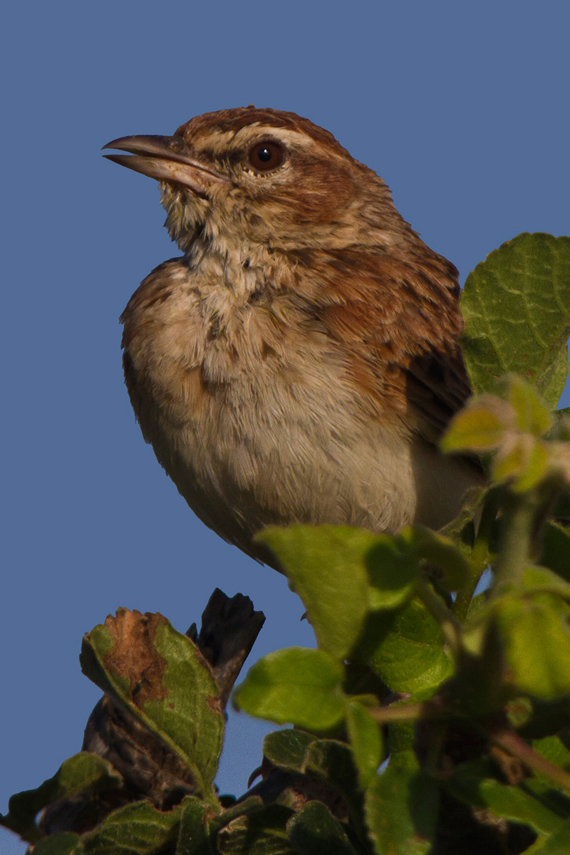 Fawn-coloured Lark ( Mirafra africanoides)