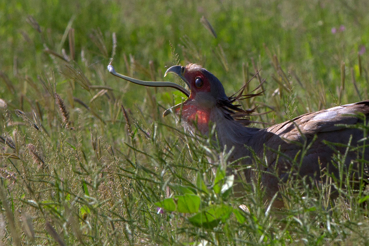 Serpentario con preda, Segretary bird (Sagittarius serp