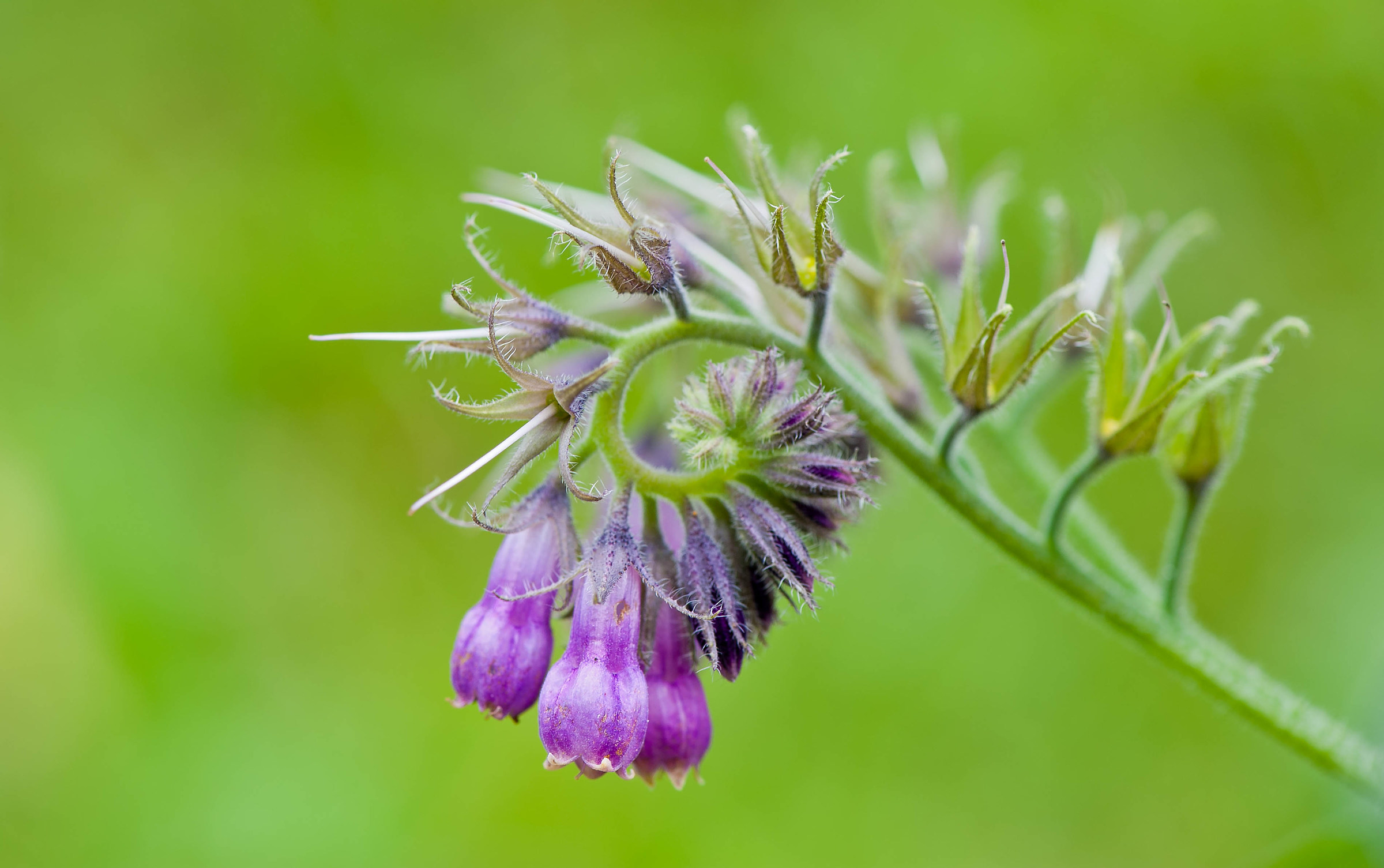 Fiori di montagna.