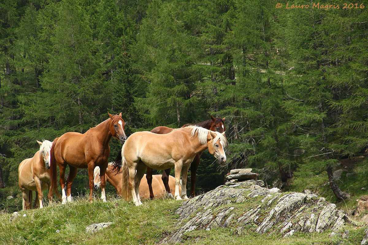 Al limitar del bosco