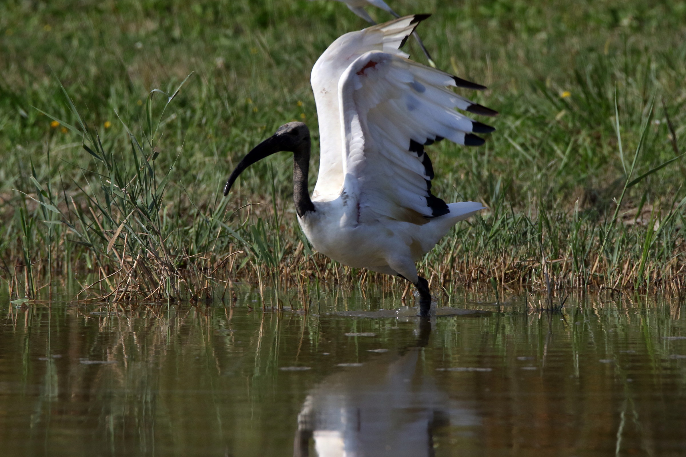 ibis takeoff