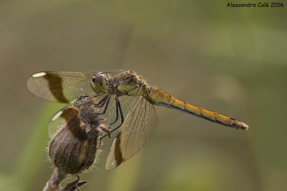 Sympetrum pedemontanum 6398