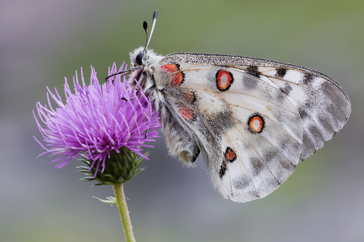 Parnassius apollo (Papilionidae)...
