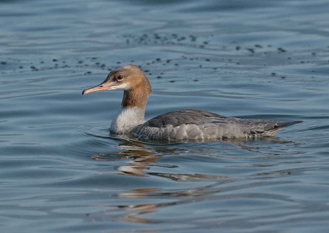 goosander