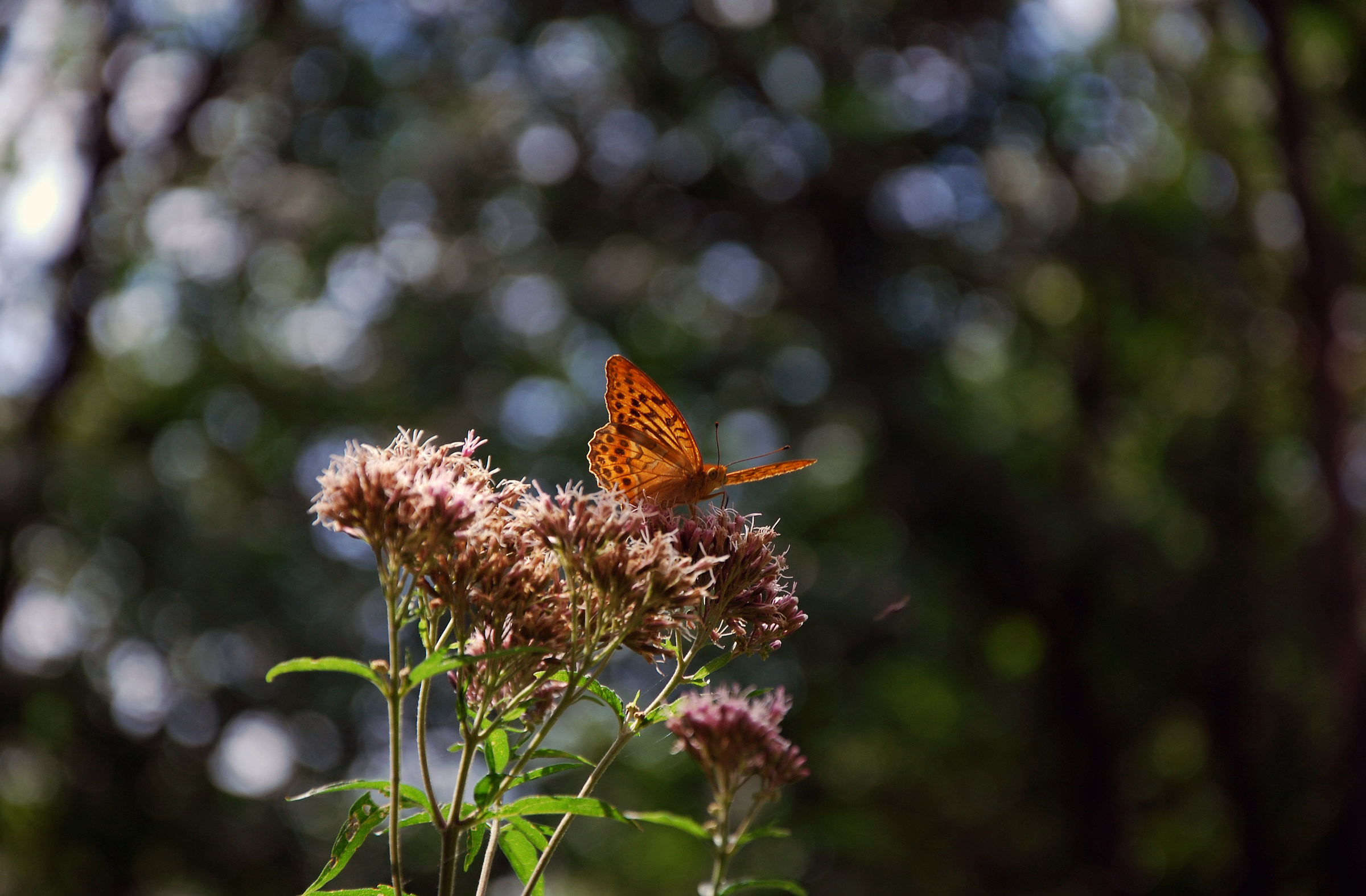 Pranzando in tranquillità