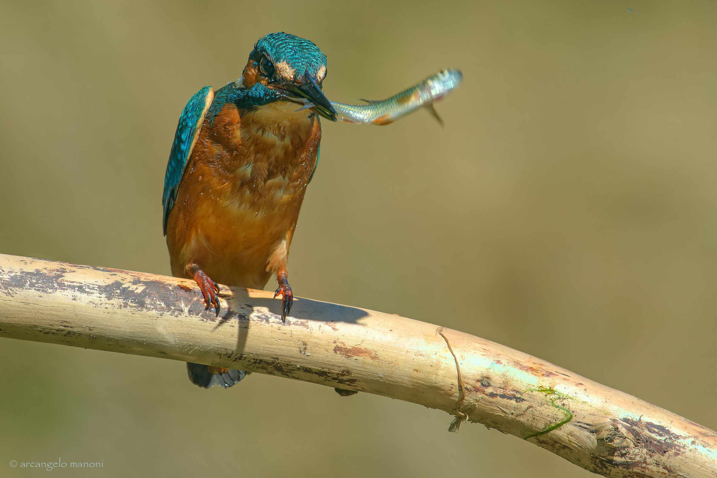 Lo sbandieratore di pesci