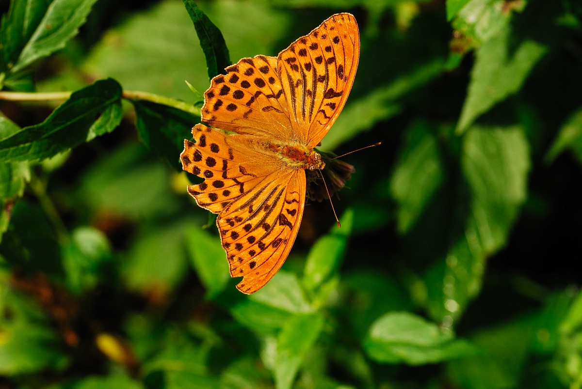 Argynnis paphia