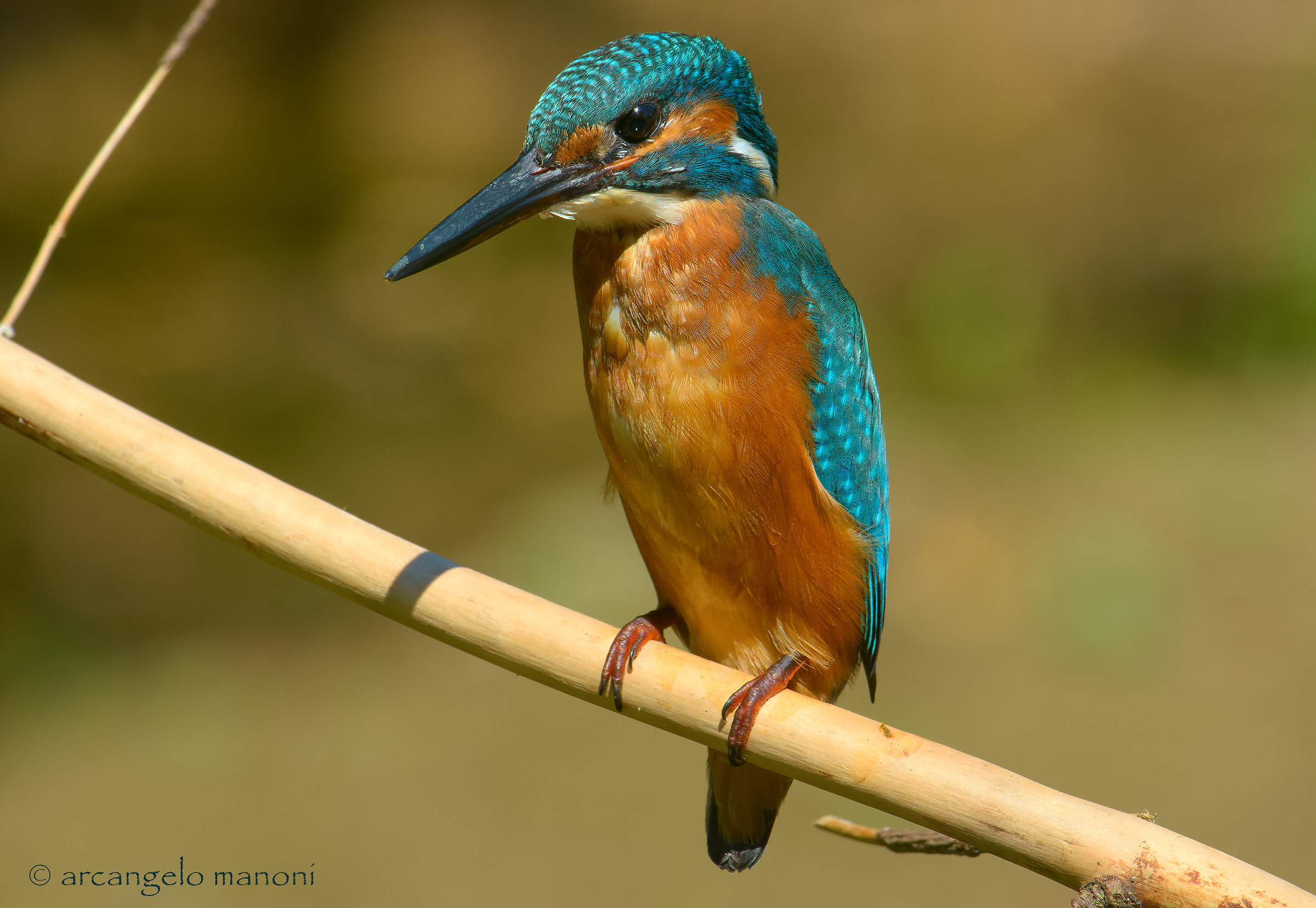 Il mio amico martino