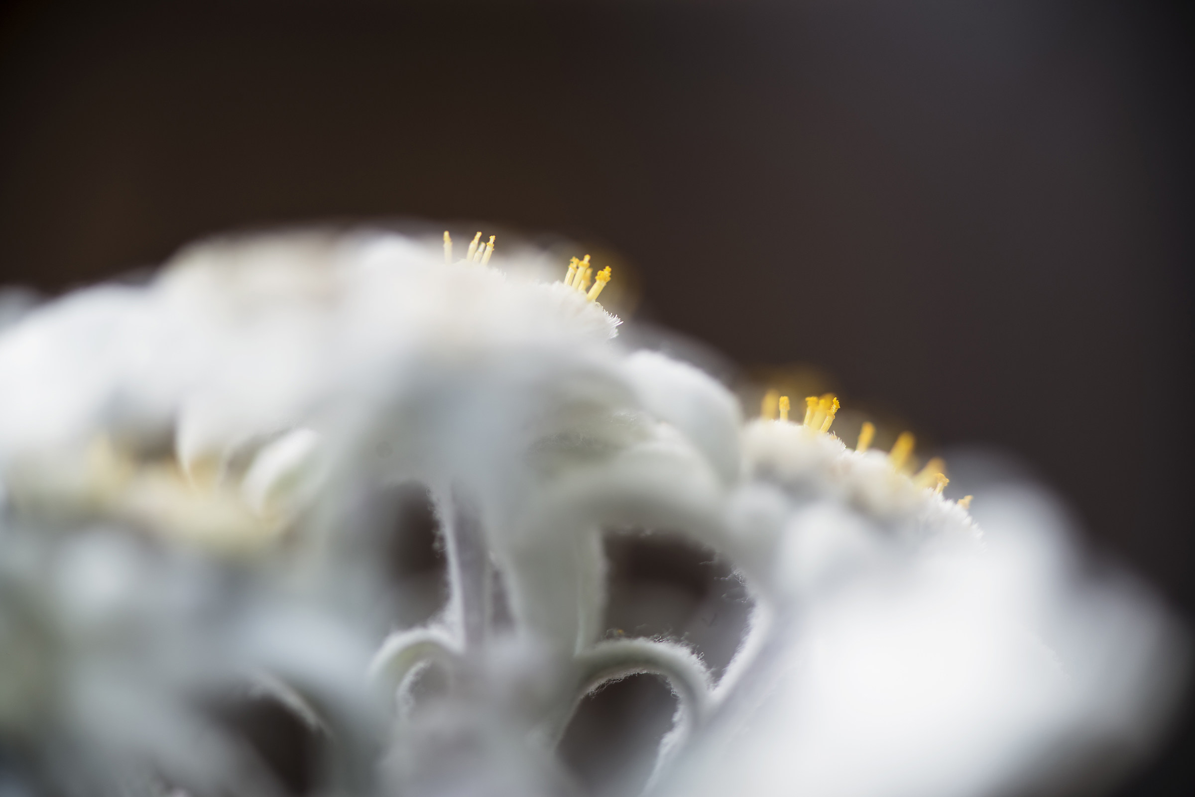 Leontopodium Alpinum