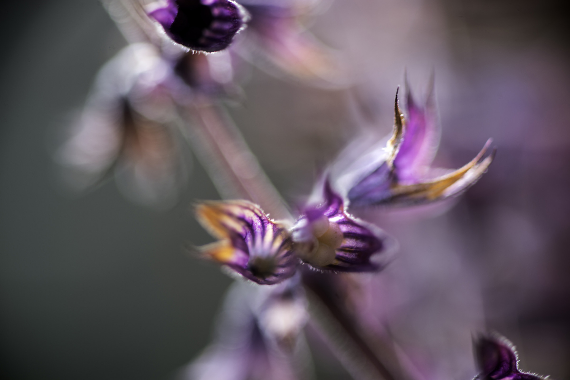 I do not know the name of this mountain flower
