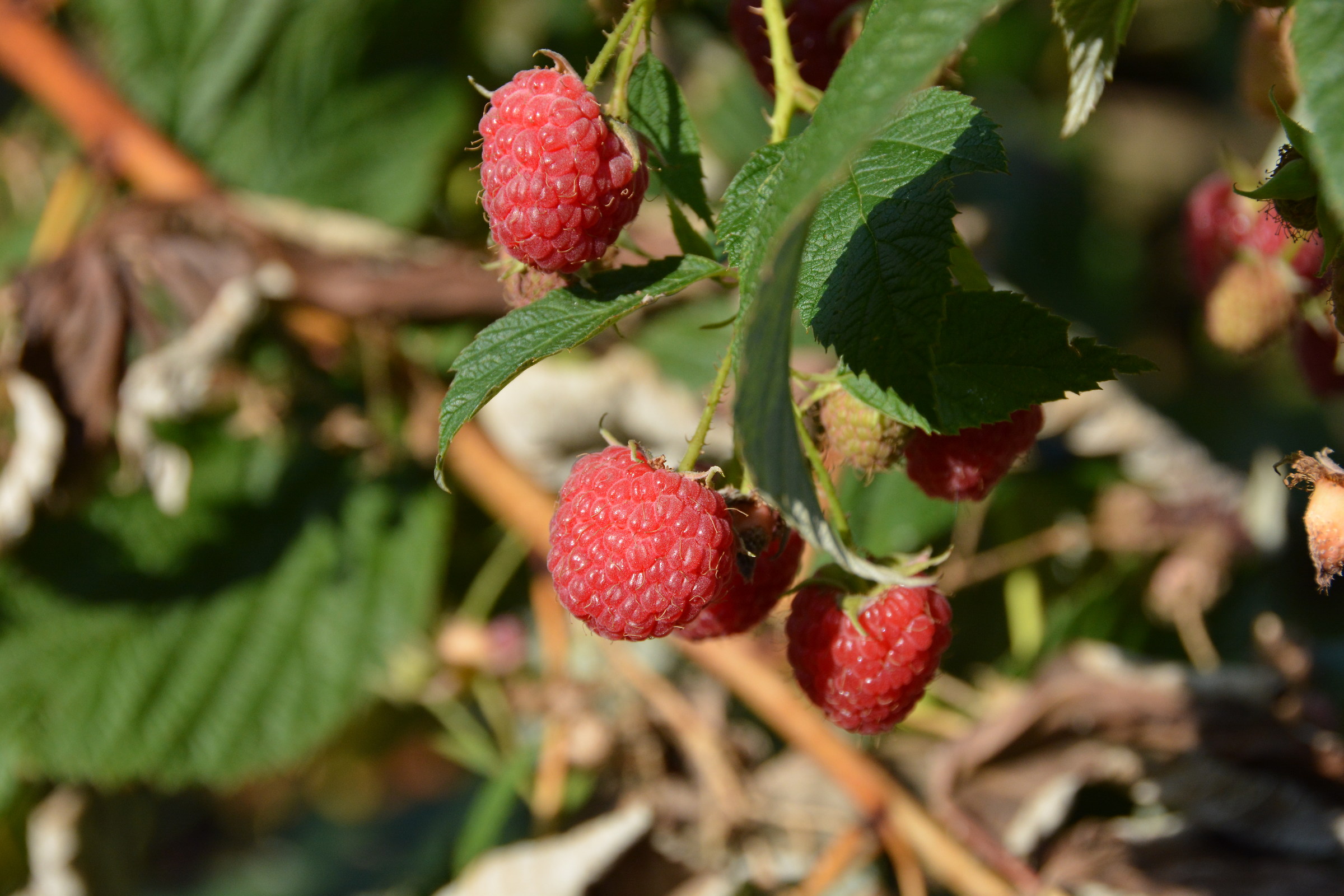 the first raspberries