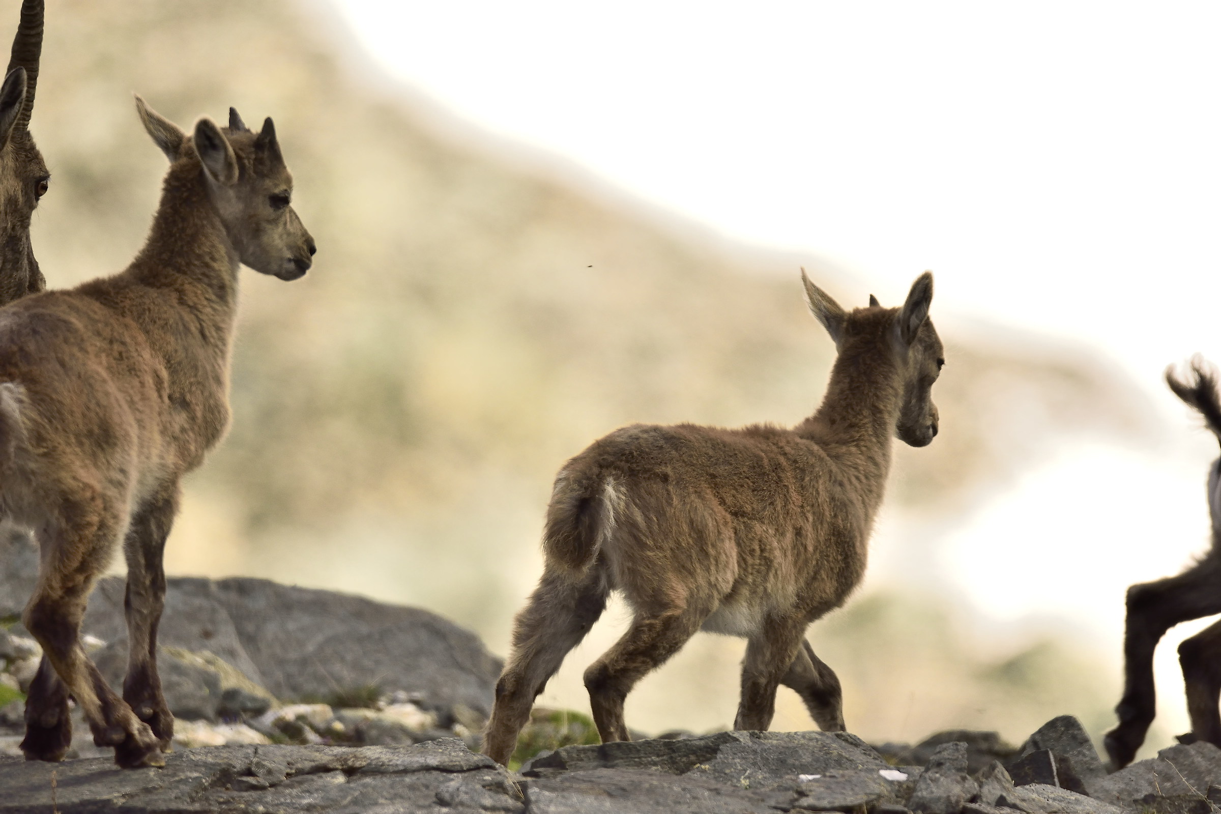 tenderness that these little .....