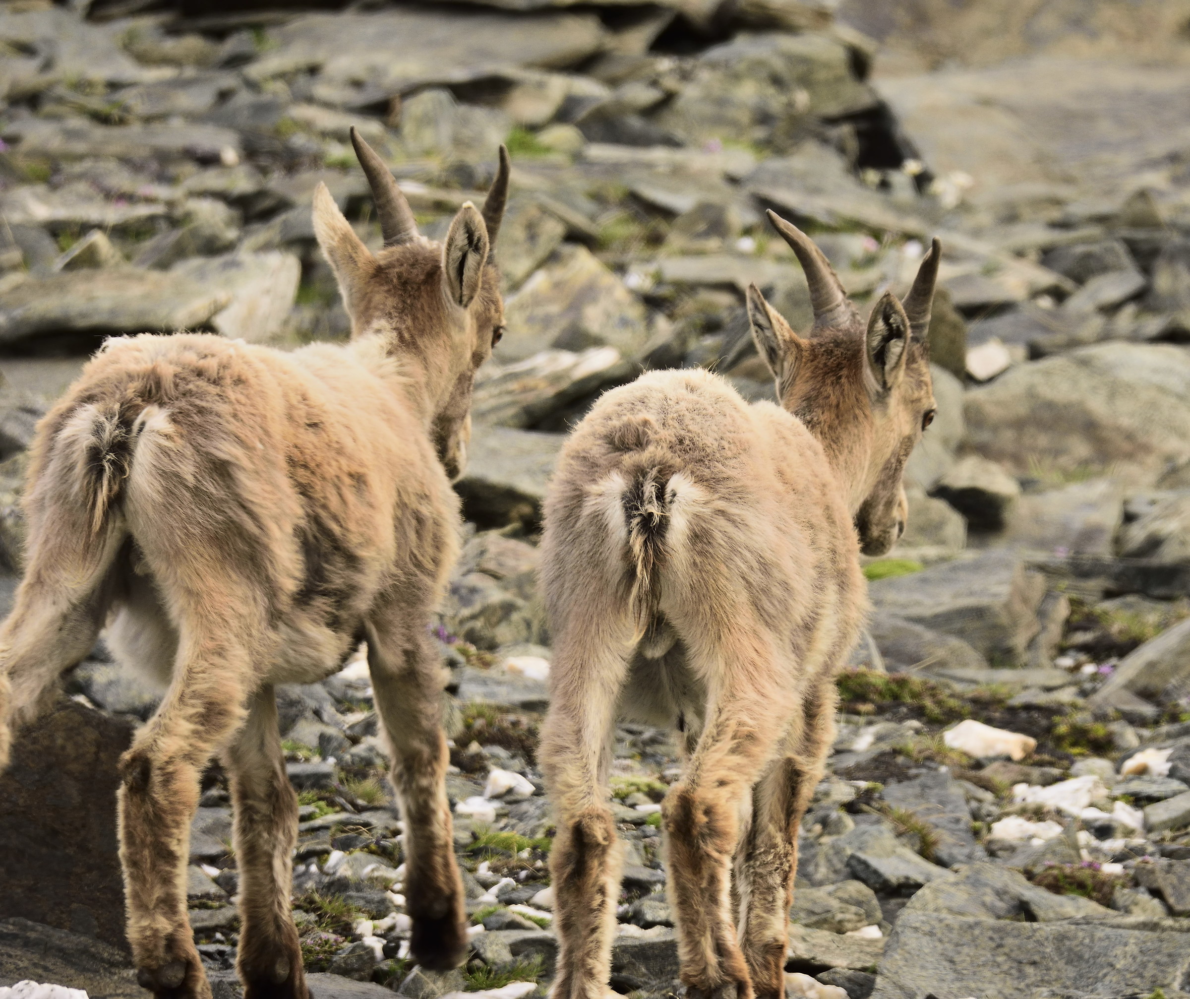 I kept at a distance quietly .......