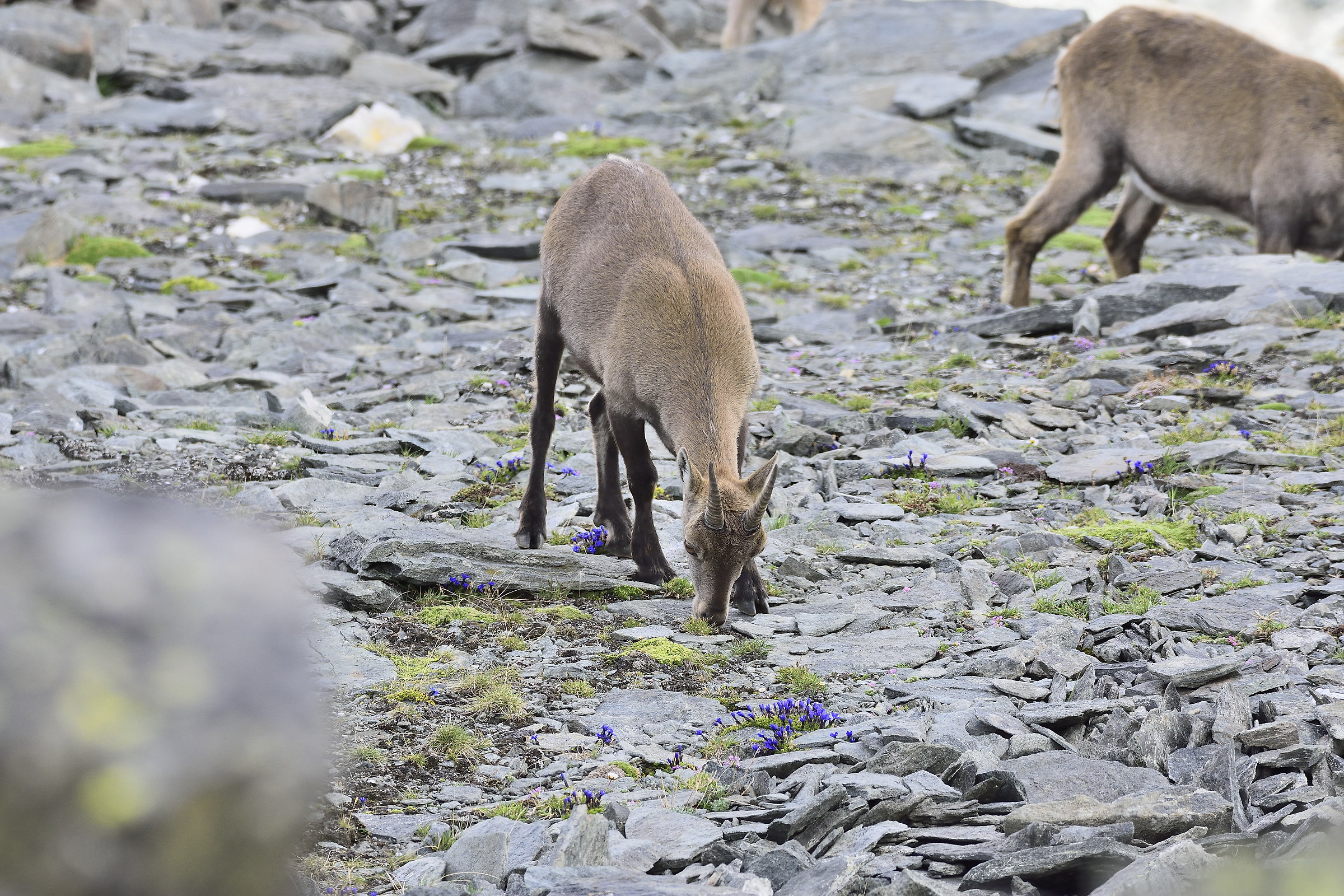 also they feed on mosses and lichens, among gentianellas