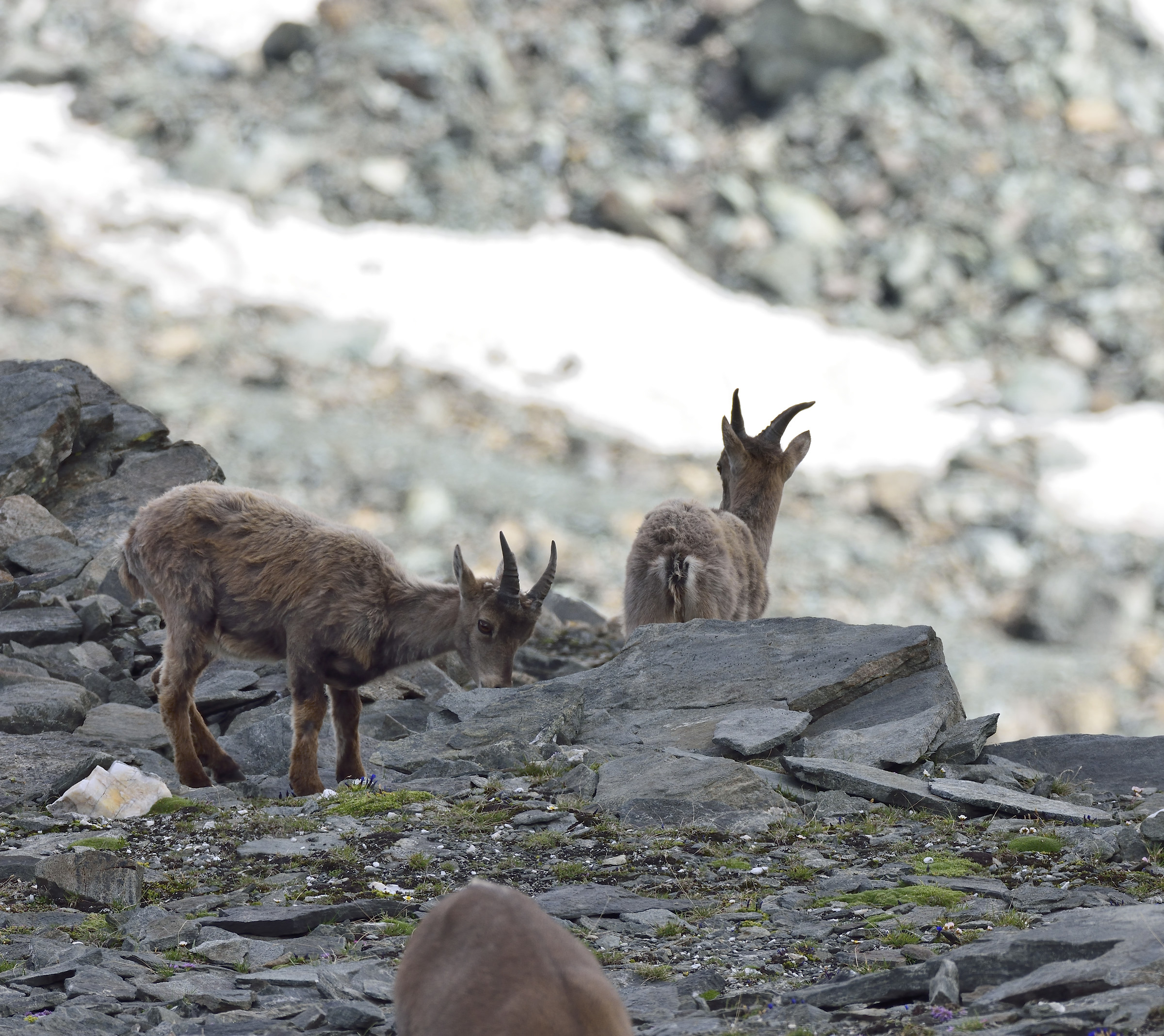 feel safe surrounded by their mothers