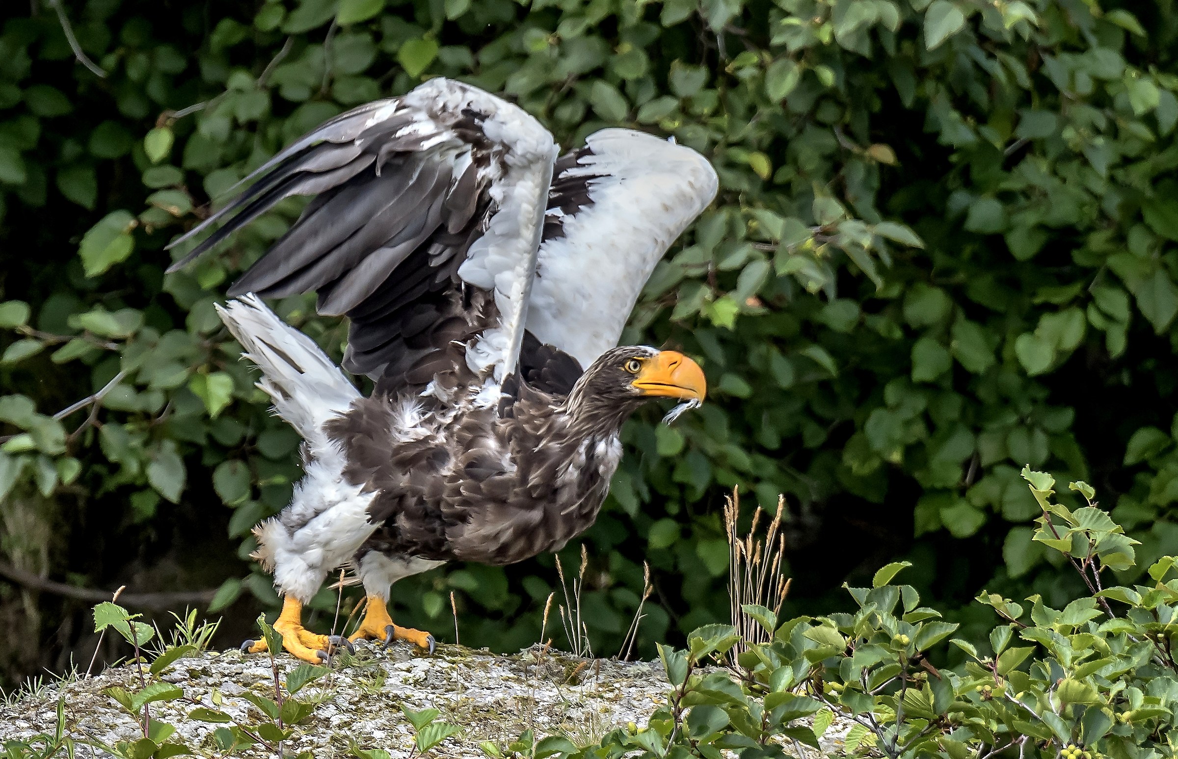Kamchatka 2016 - Aquila di Steller